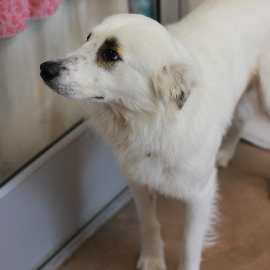 Enlarge FLYNN, a Adoptable mixed breed in Kyle, TX image 3/6