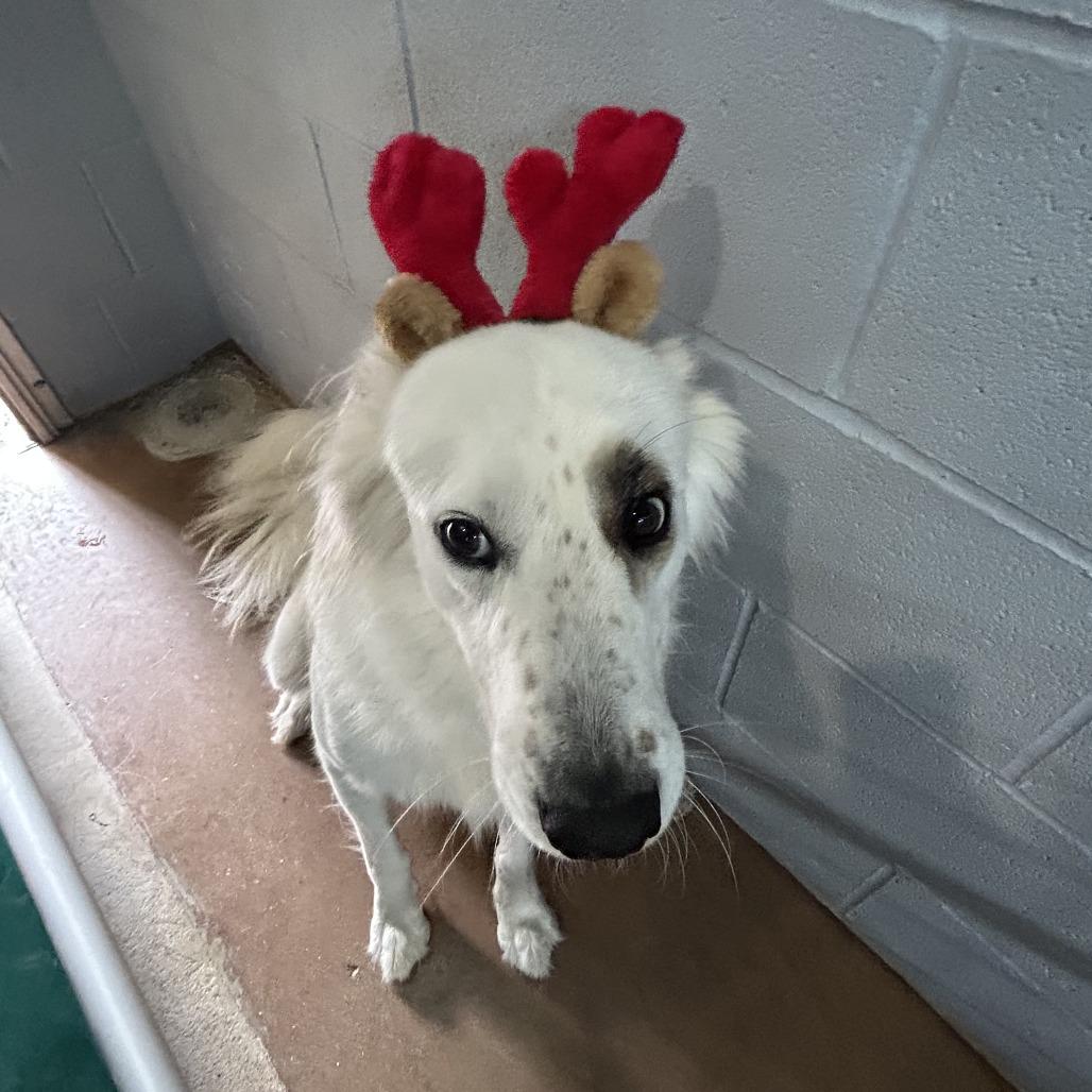 Enlarge FLYNN, a Adoptable mixed breed in Kyle, TX image 5/6