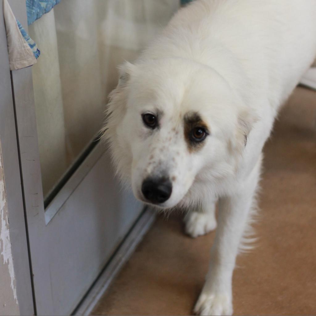 Enlarge FLYNN, a Adoptable mixed breed in Kyle, TX image 6/6