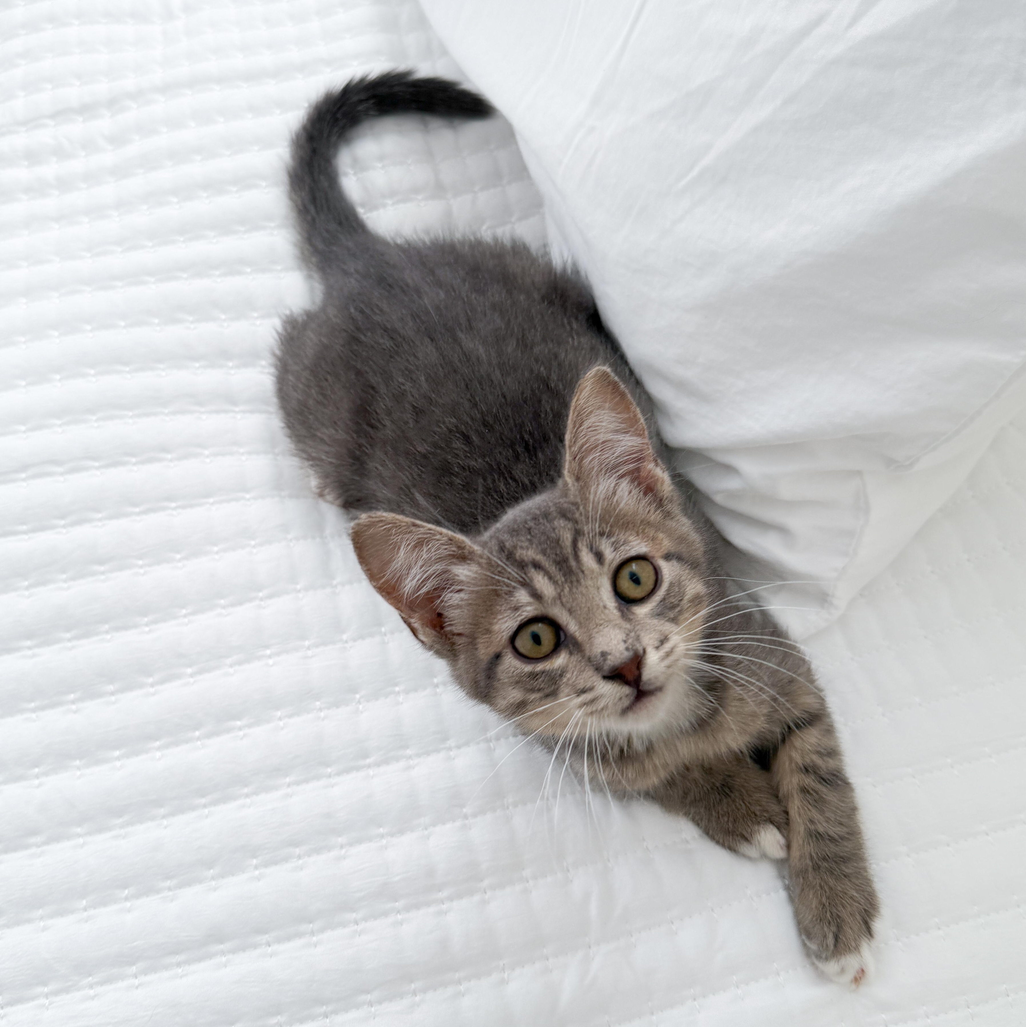 Melvin, Adoptable, Young Male Tabby.