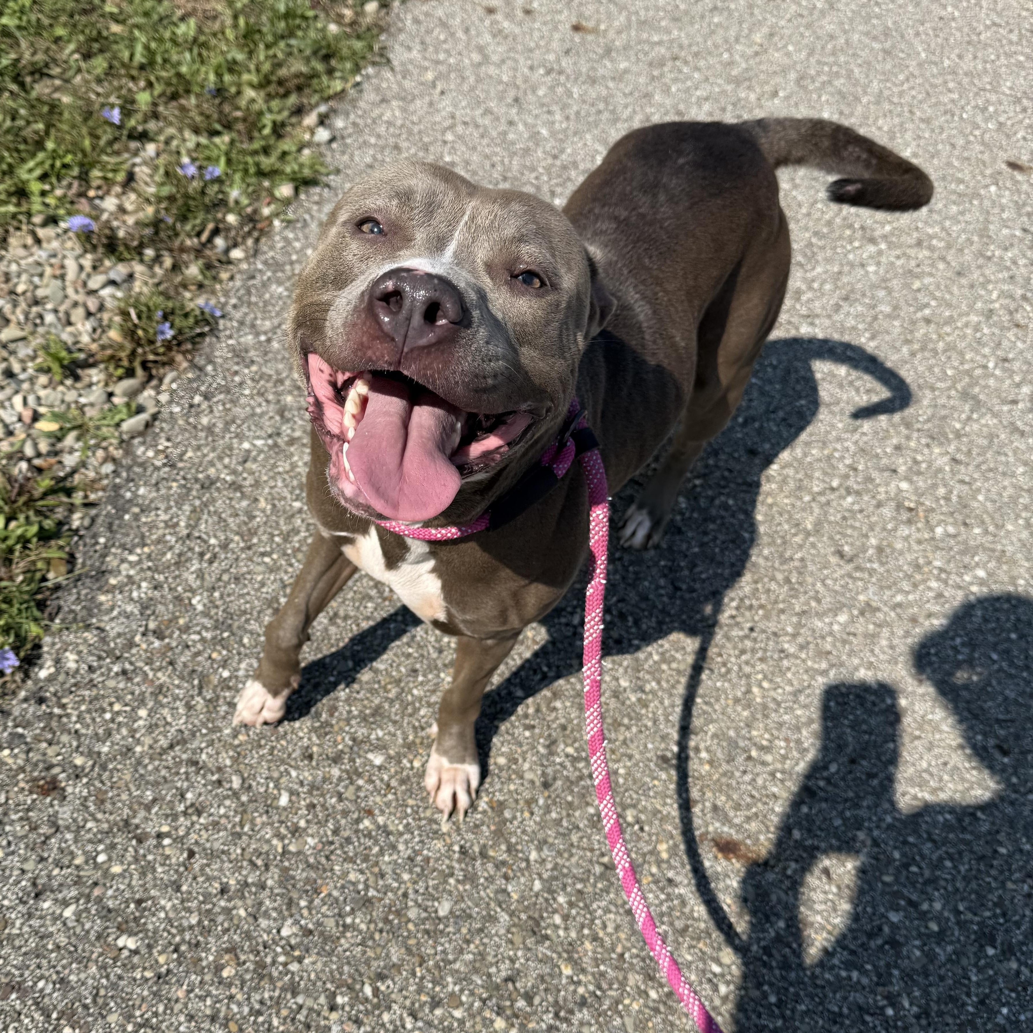Peggy, Adoptable, Adult Female Pit Bull Terrier.