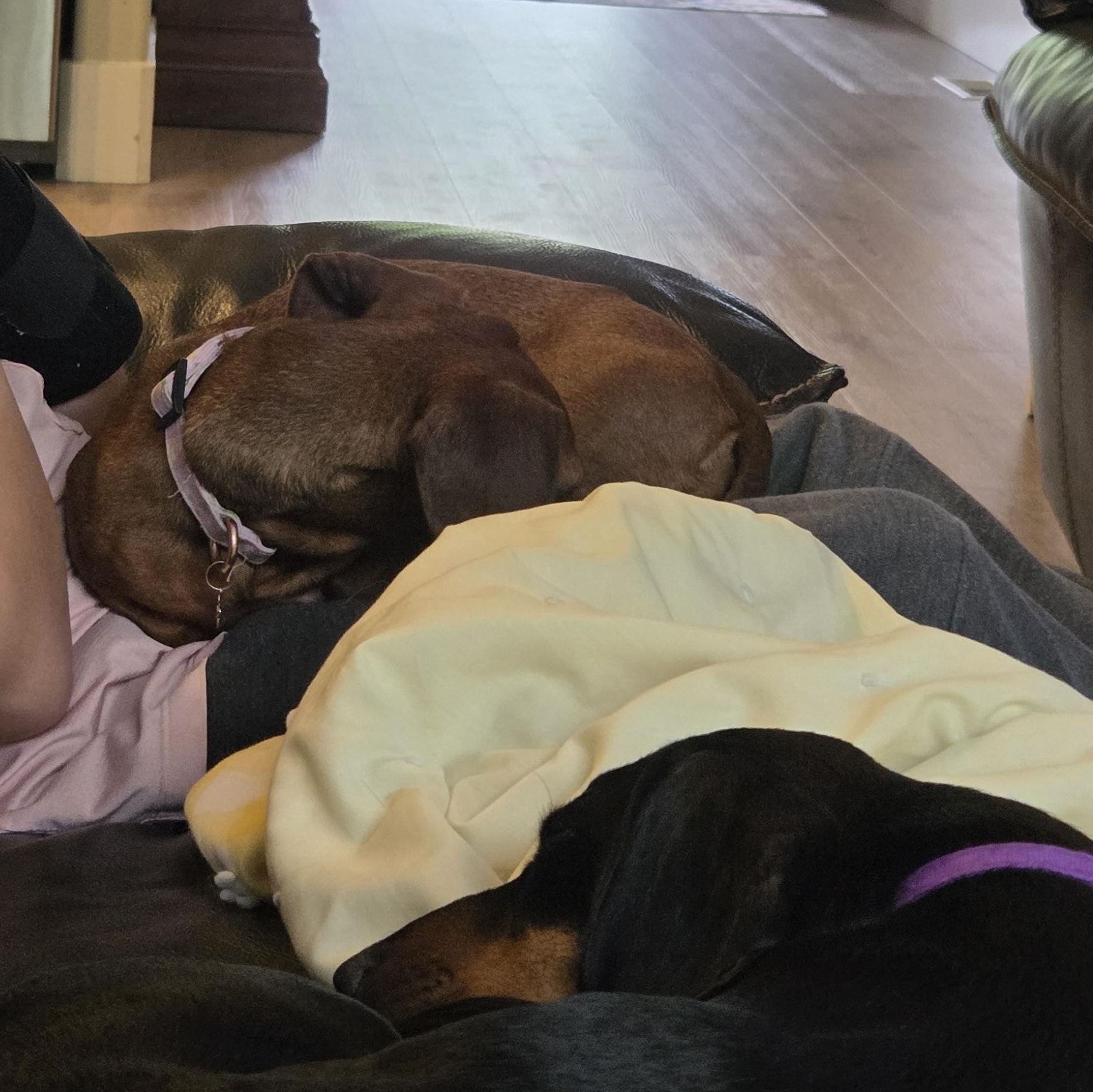 Nui, an adopted Dachshund in Salt Lake City, UT image 5/6