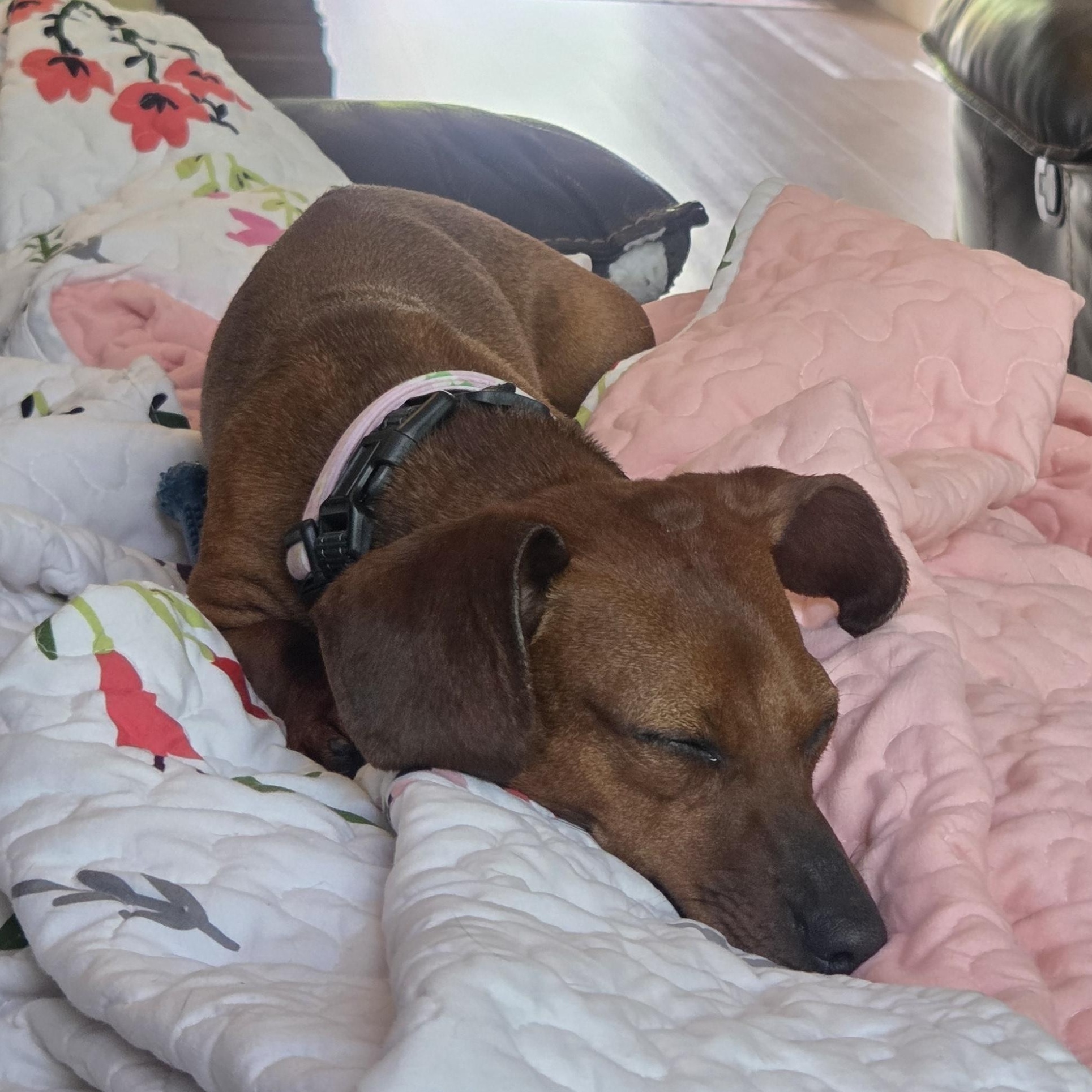 Nui, an adopted Dachshund in Salt Lake City, UT image 2/6