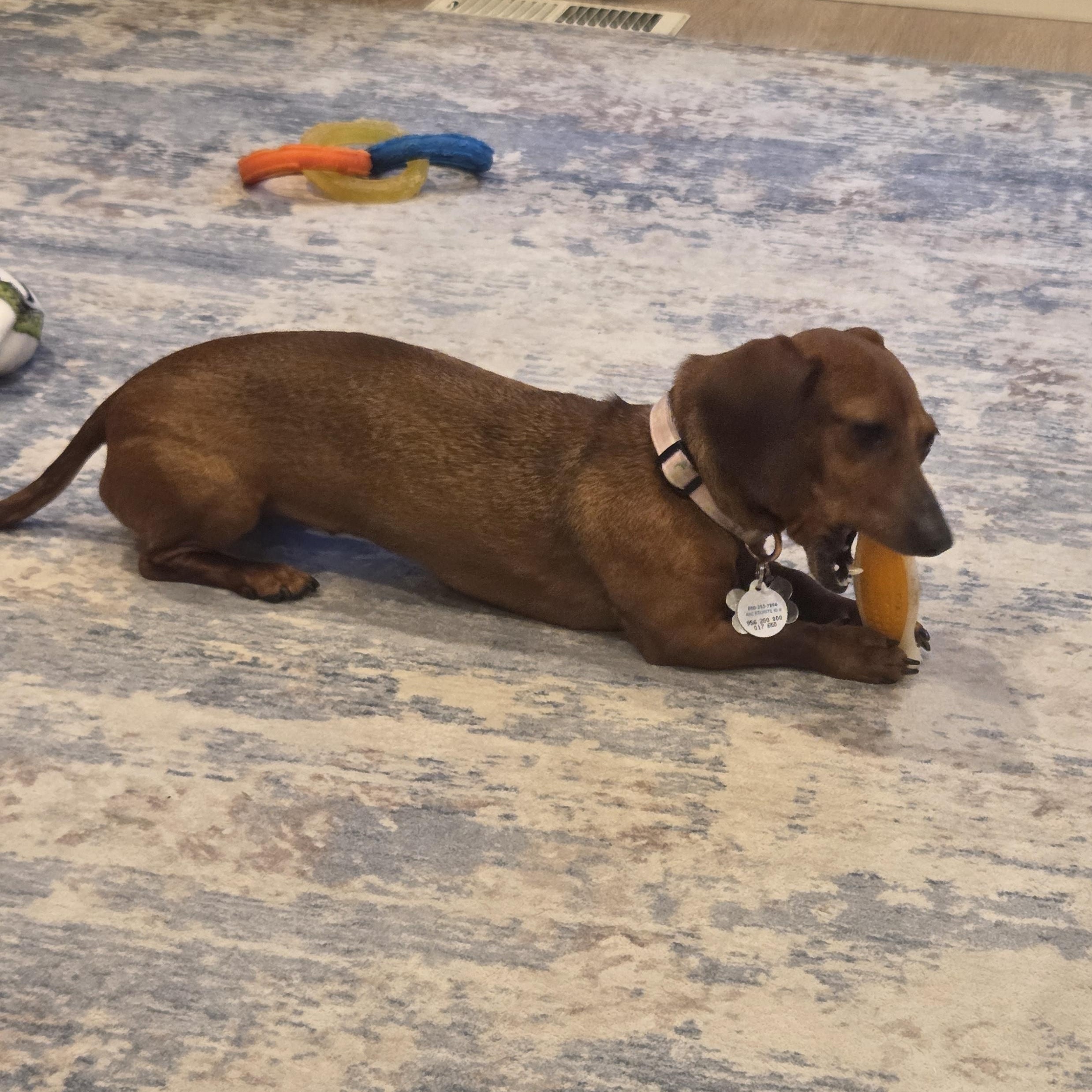 Nui, an adopted Dachshund in Salt Lake City, UT image 4/6