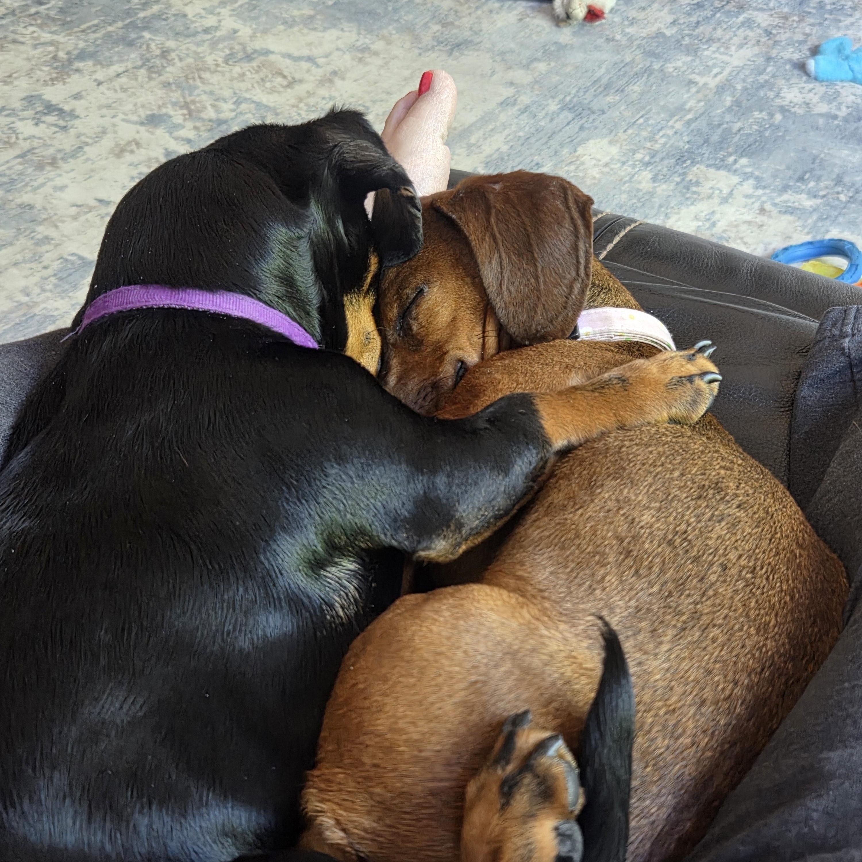 Nui, an adopted Dachshund in Salt Lake City, UT image 6/6