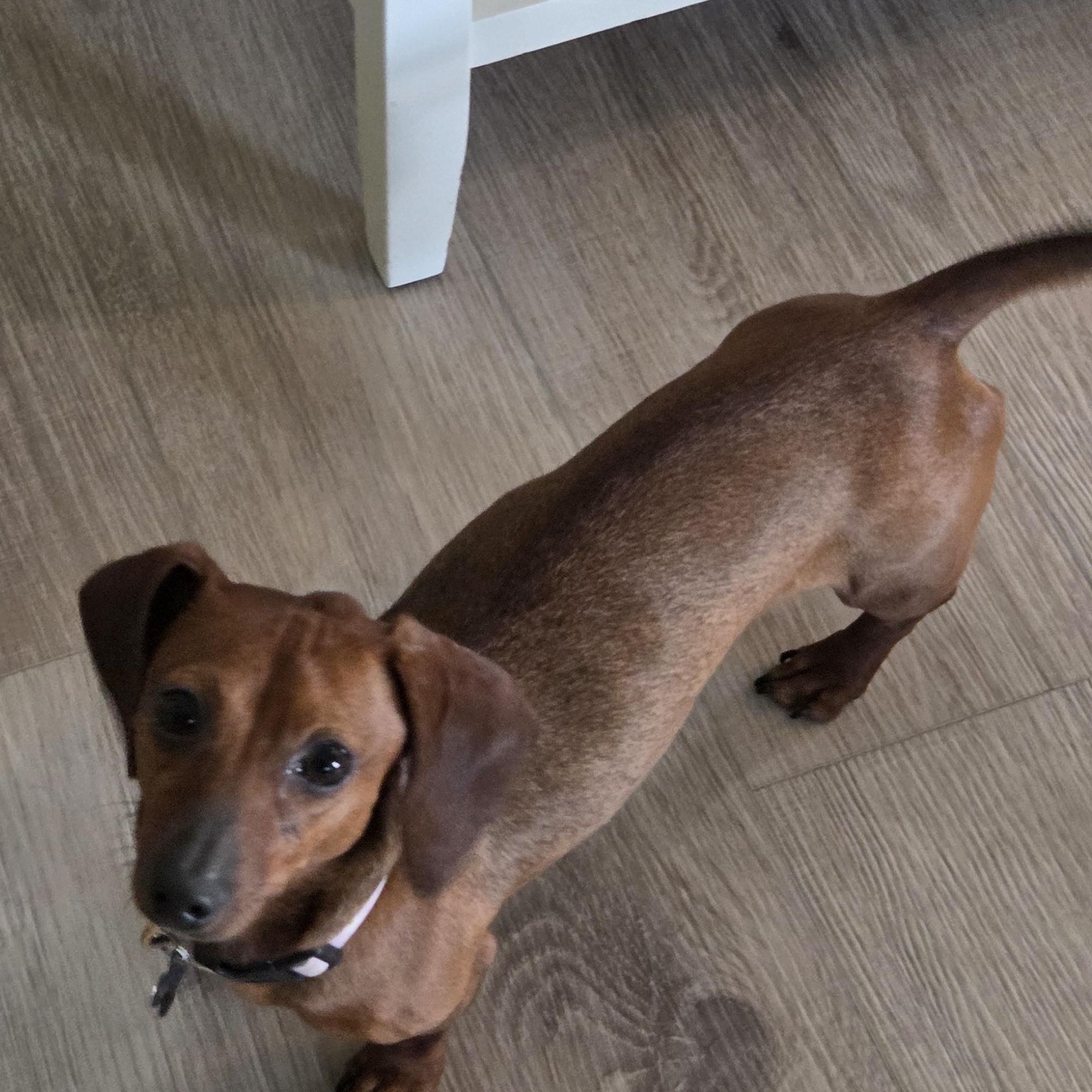 Nui, adopted, Young Female Dachshund.