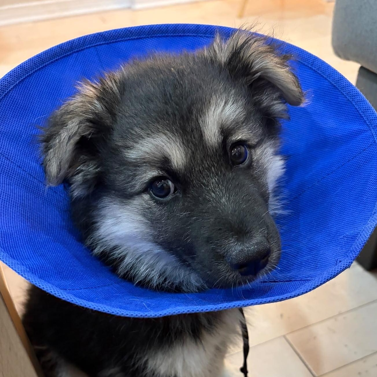 Makwa, ADOPTABLE, Puppy Female Shepherd.