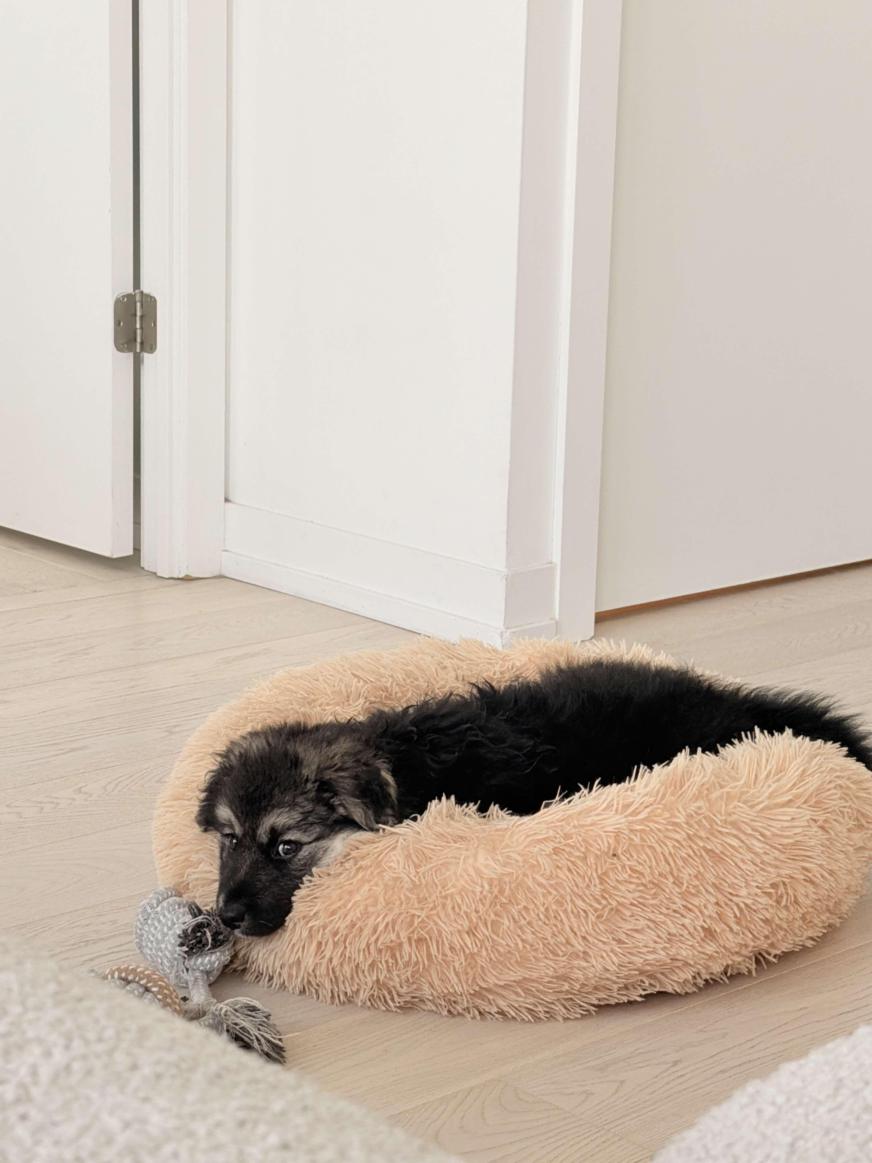 Makwa, a ADOPTABLE mixed breed in Oakville, ON image 3/6