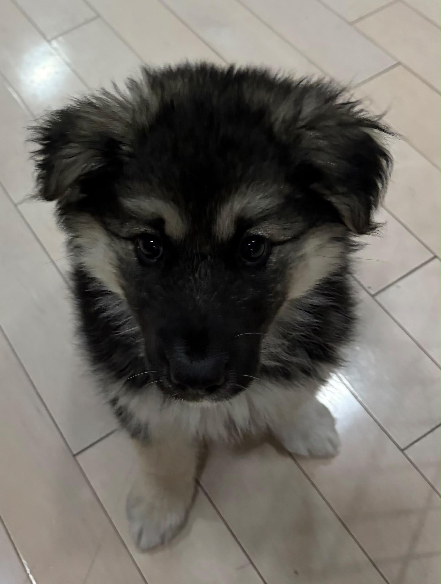 Makwa, a ADOPTABLE mixed breed in Oakville, ON image 5/6