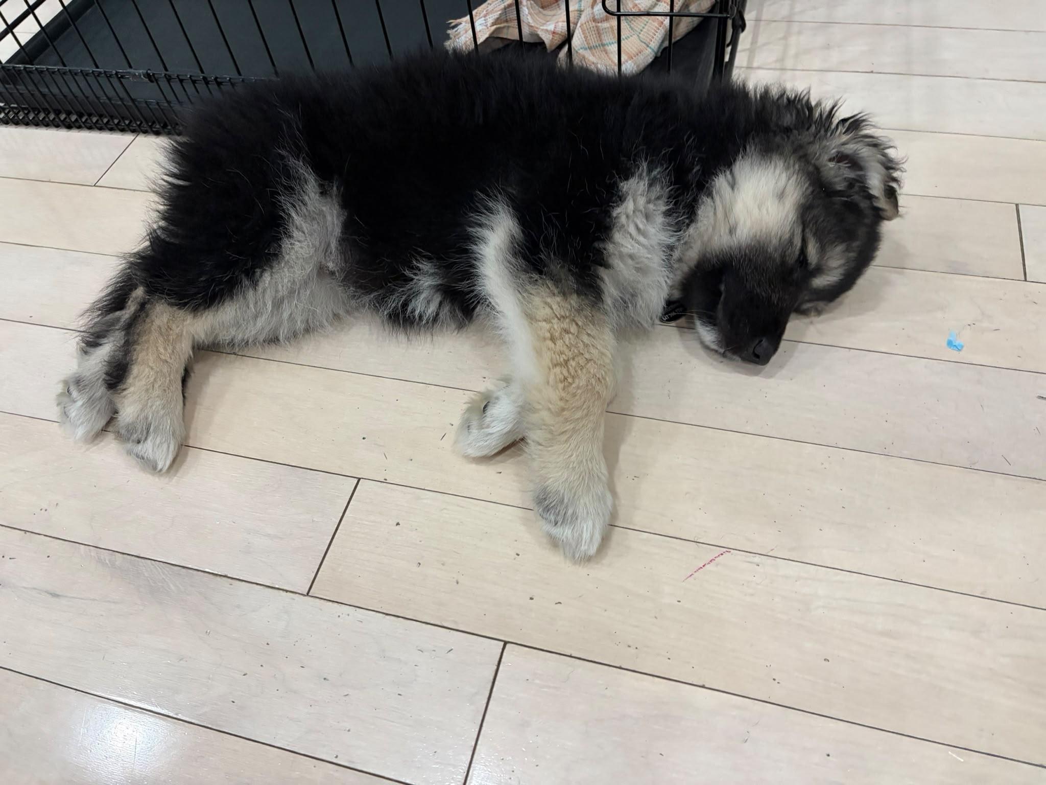 Makwa, a ADOPTABLE mixed breed in Oakville, ON image 6/6