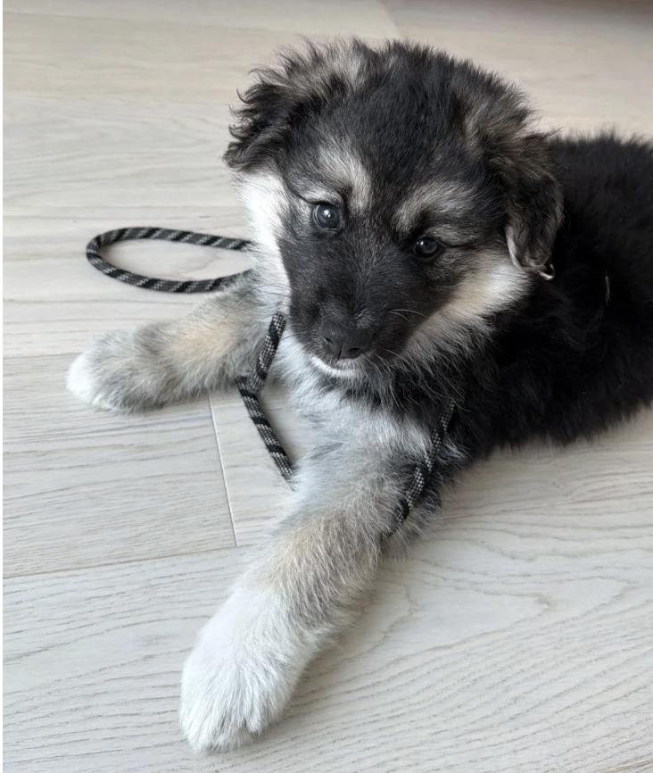 Makwa, a ADOPTABLE mixed breed in Oakville, ON image 4/6