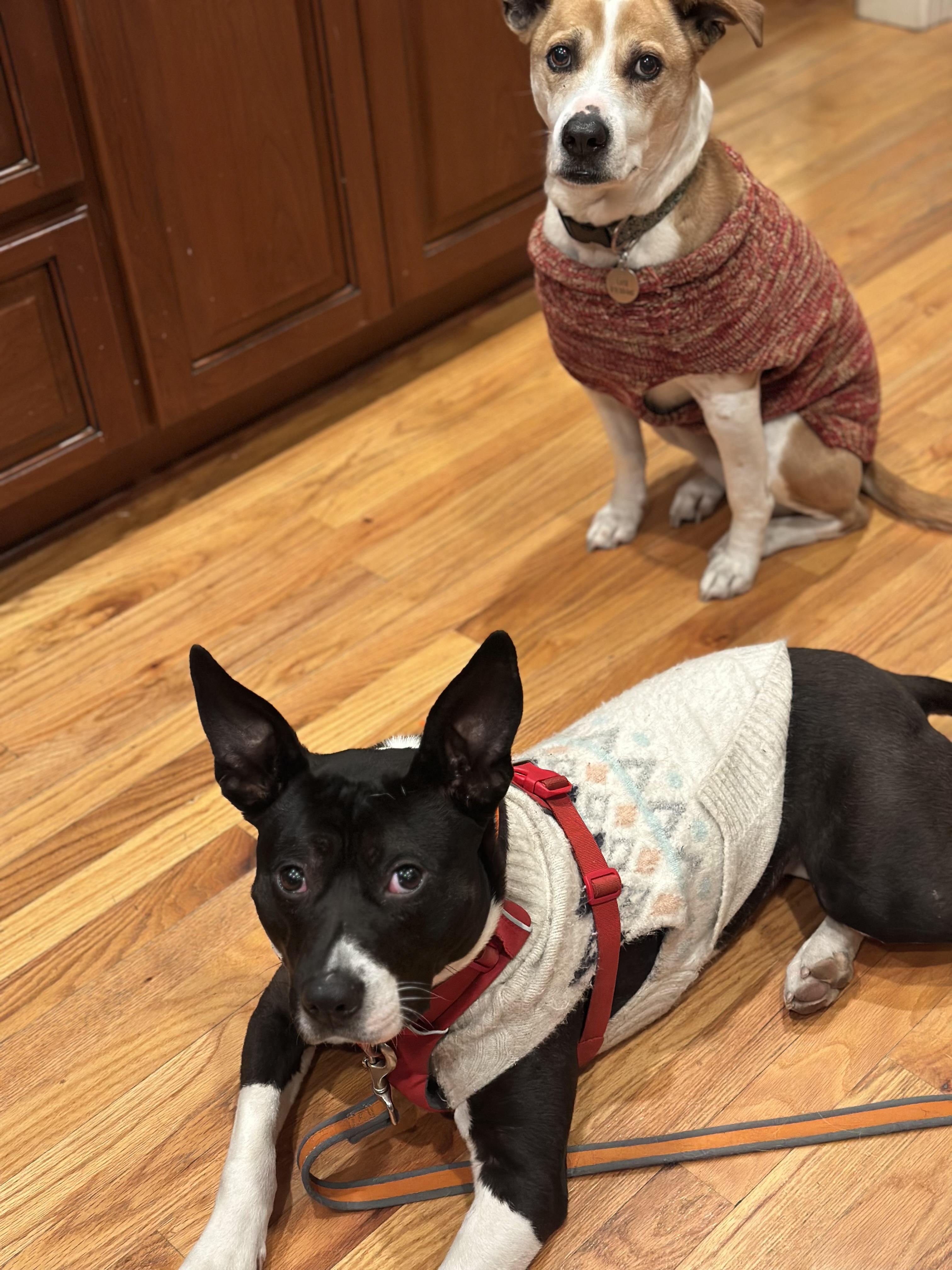 Fizzie - IN FOSTER HOME - AVAILABLE TO ADOPT, a Adoptable mixed breed in Clayton, NC image 6/6