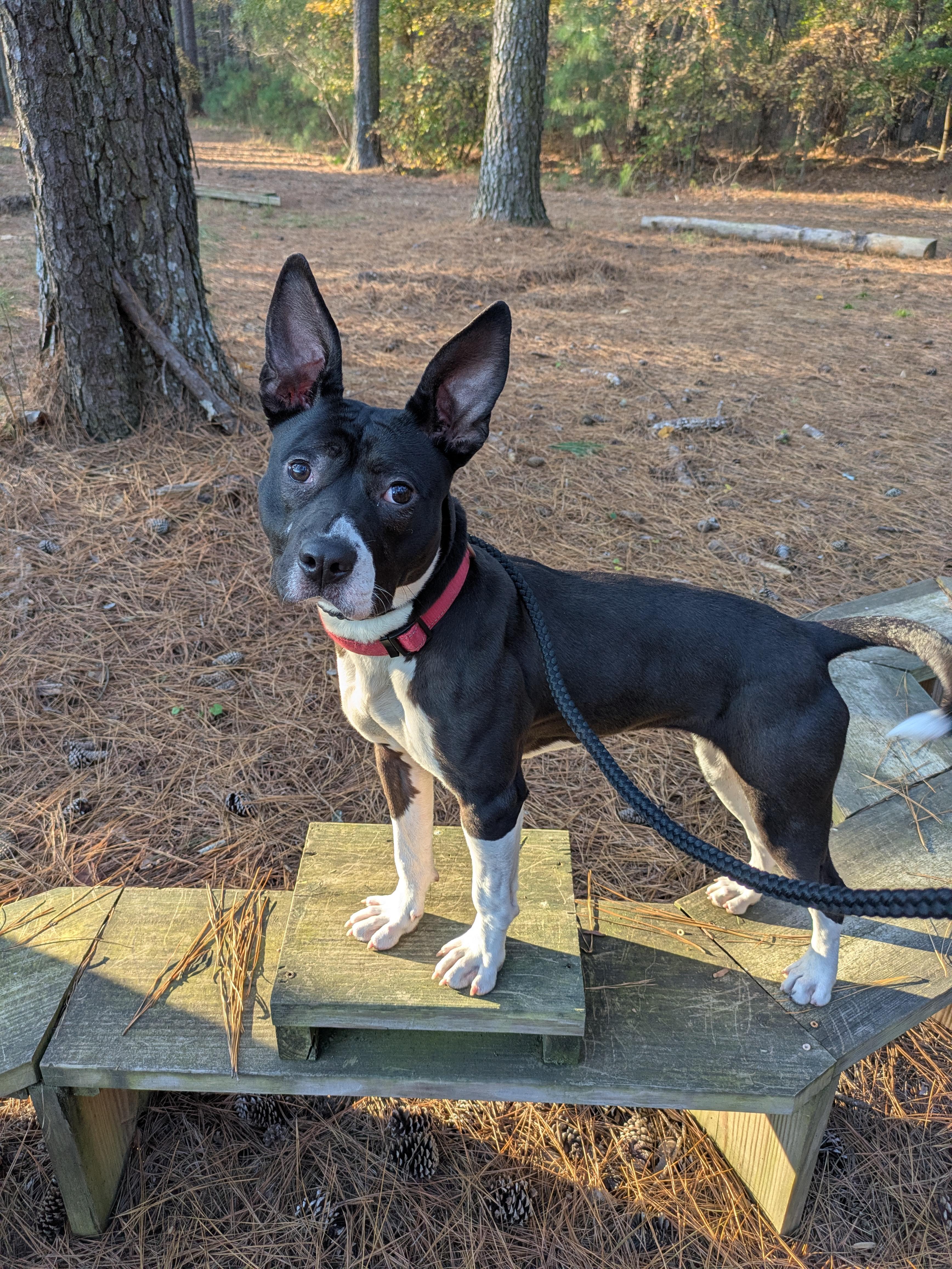 Fizzie, Adoptable, Young Female Boston Terrier.
