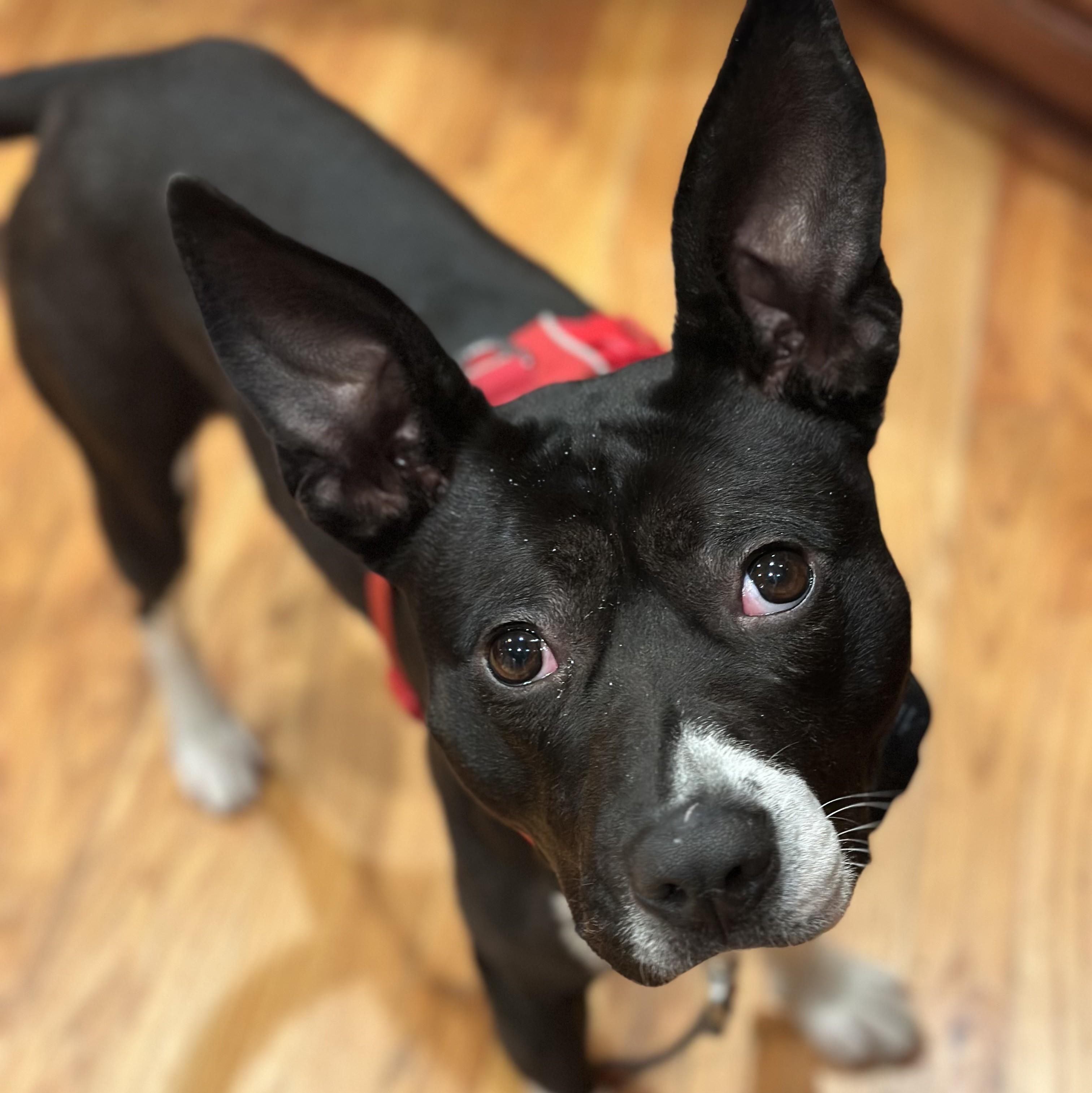 Fizzie - IN FOSTER HOME - AVAILABLE TO ADOPT, Adoptable, Young Female Boston Terrier.