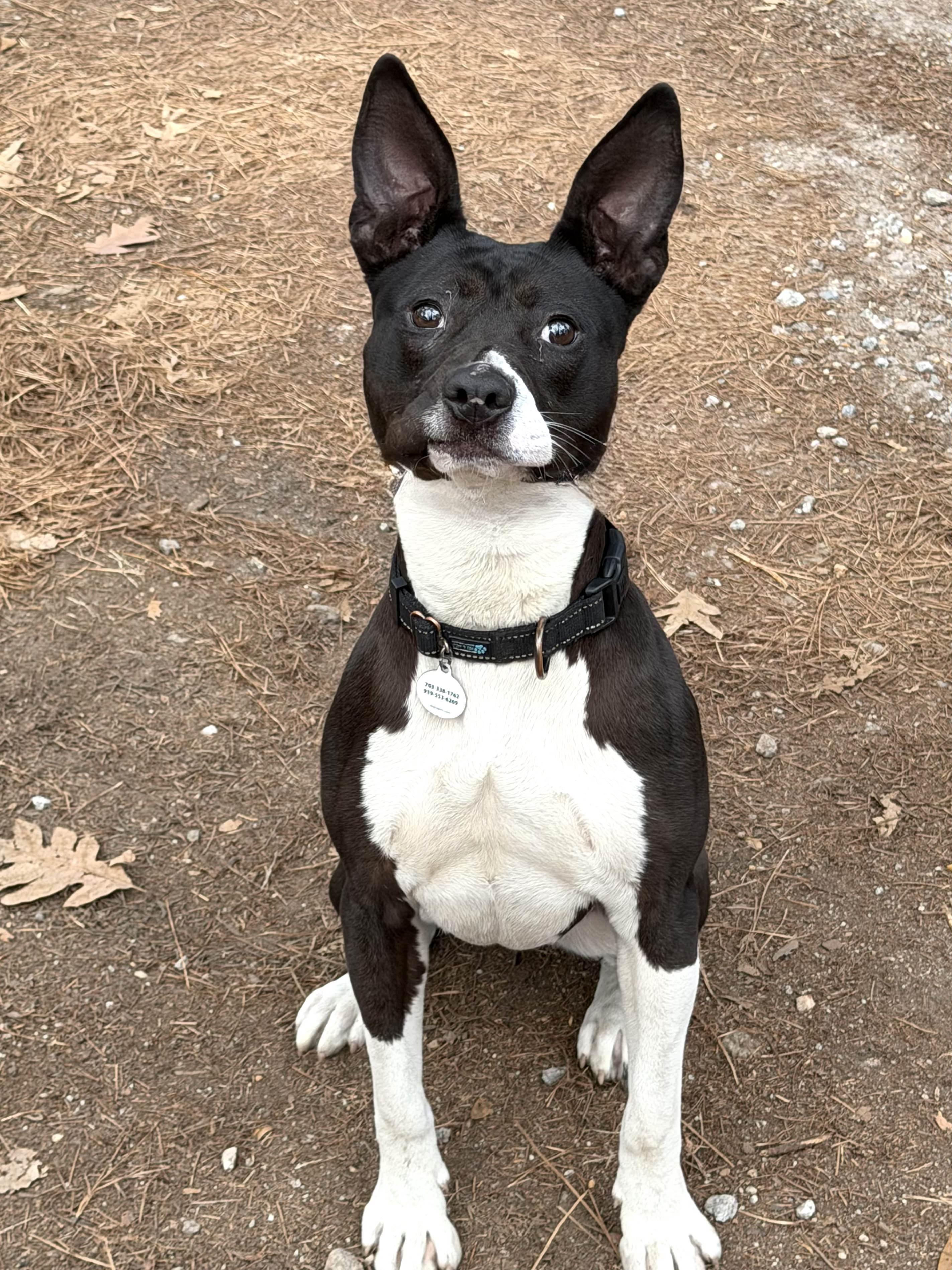 Enlarge Fizzie - AVAILABLE TO FOSTER OR ADOPT, a Adoptable mixed breed in Clayton, NC image 1/6