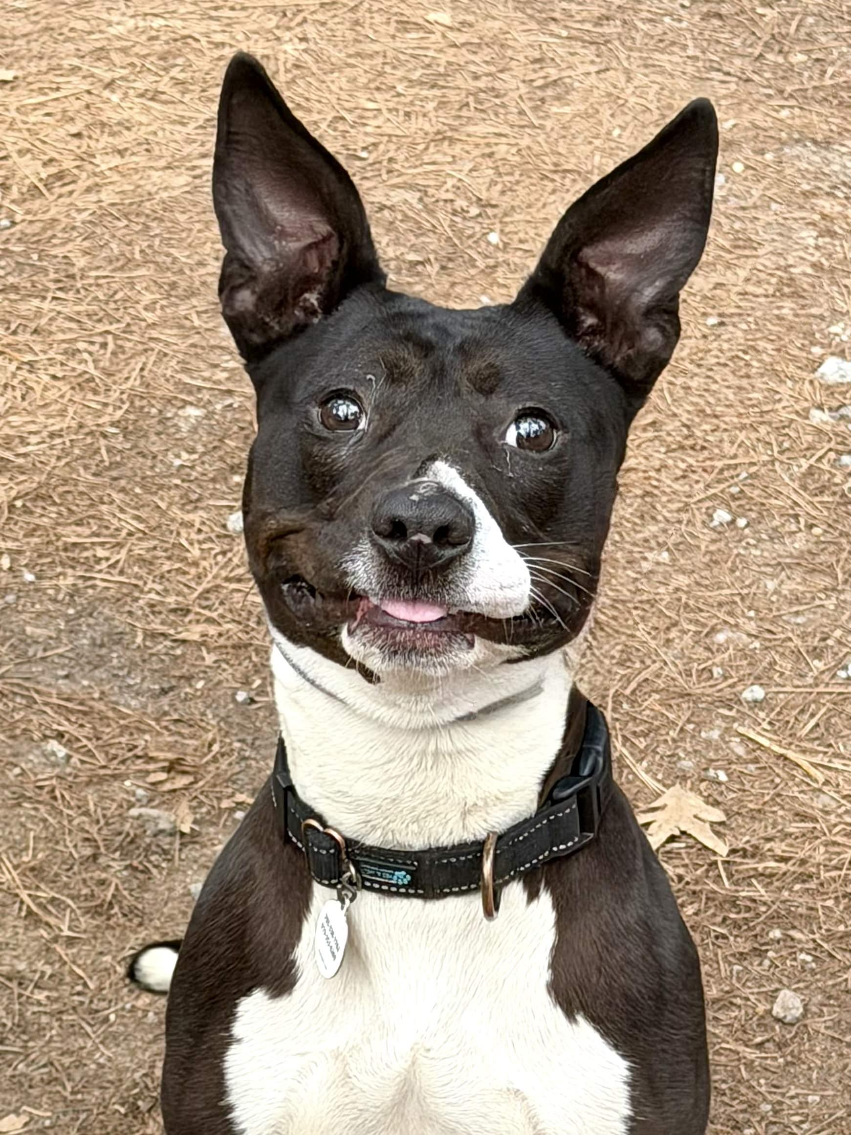 Enlarge Fizzie - AVAILABLE TO FOSTER OR ADOPT, a Adoptable mixed breed in Clayton, NC image 6/6