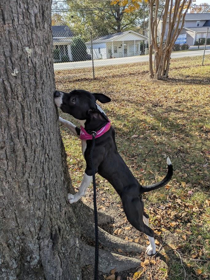 Fizzie, a Adoptable mixed breed in Clayton, NC image 2/6