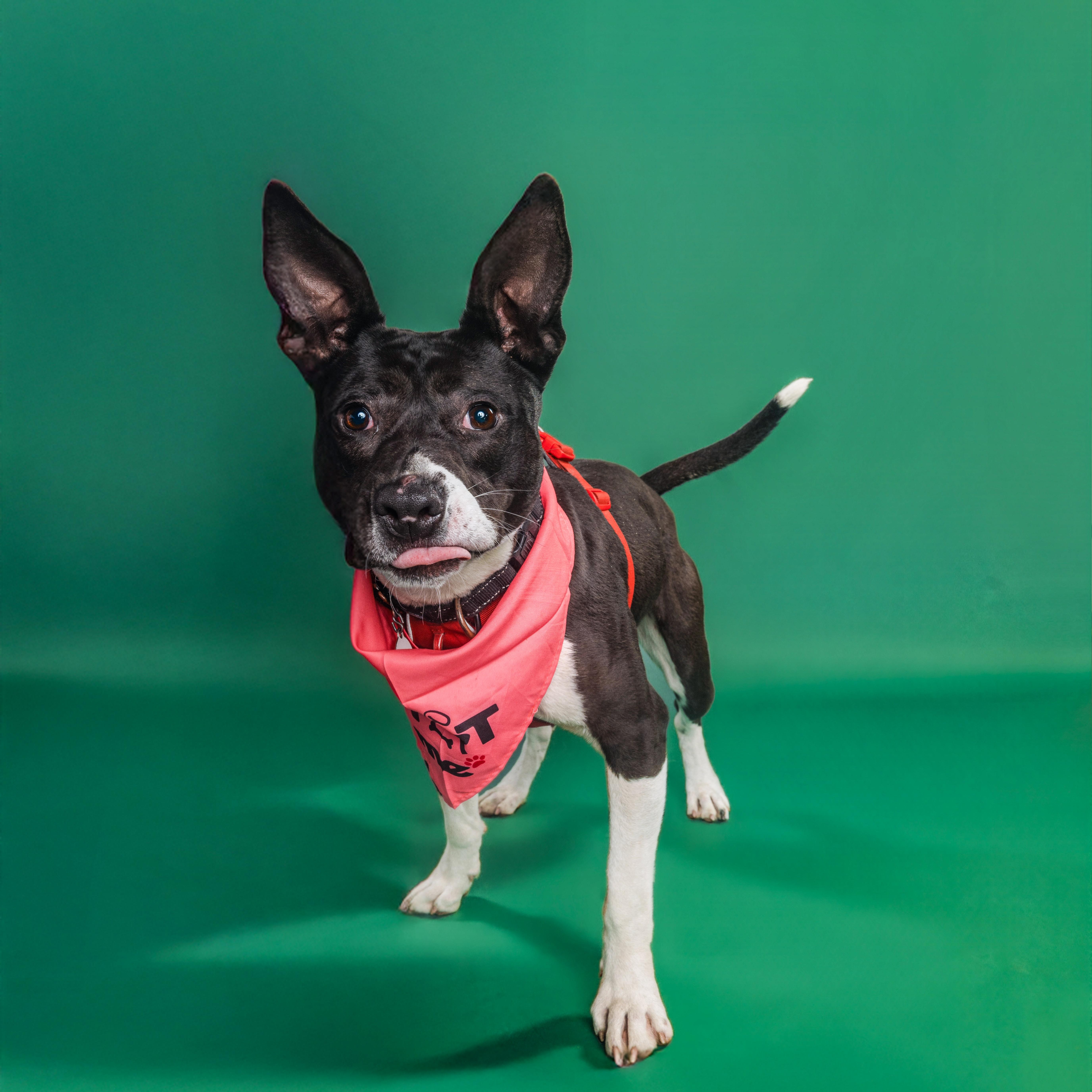 Fizzie - IN FOSTER HOME - AVAILABLE TO ADOPT, a Adoptable mixed breed in Clayton, NC image 2/6