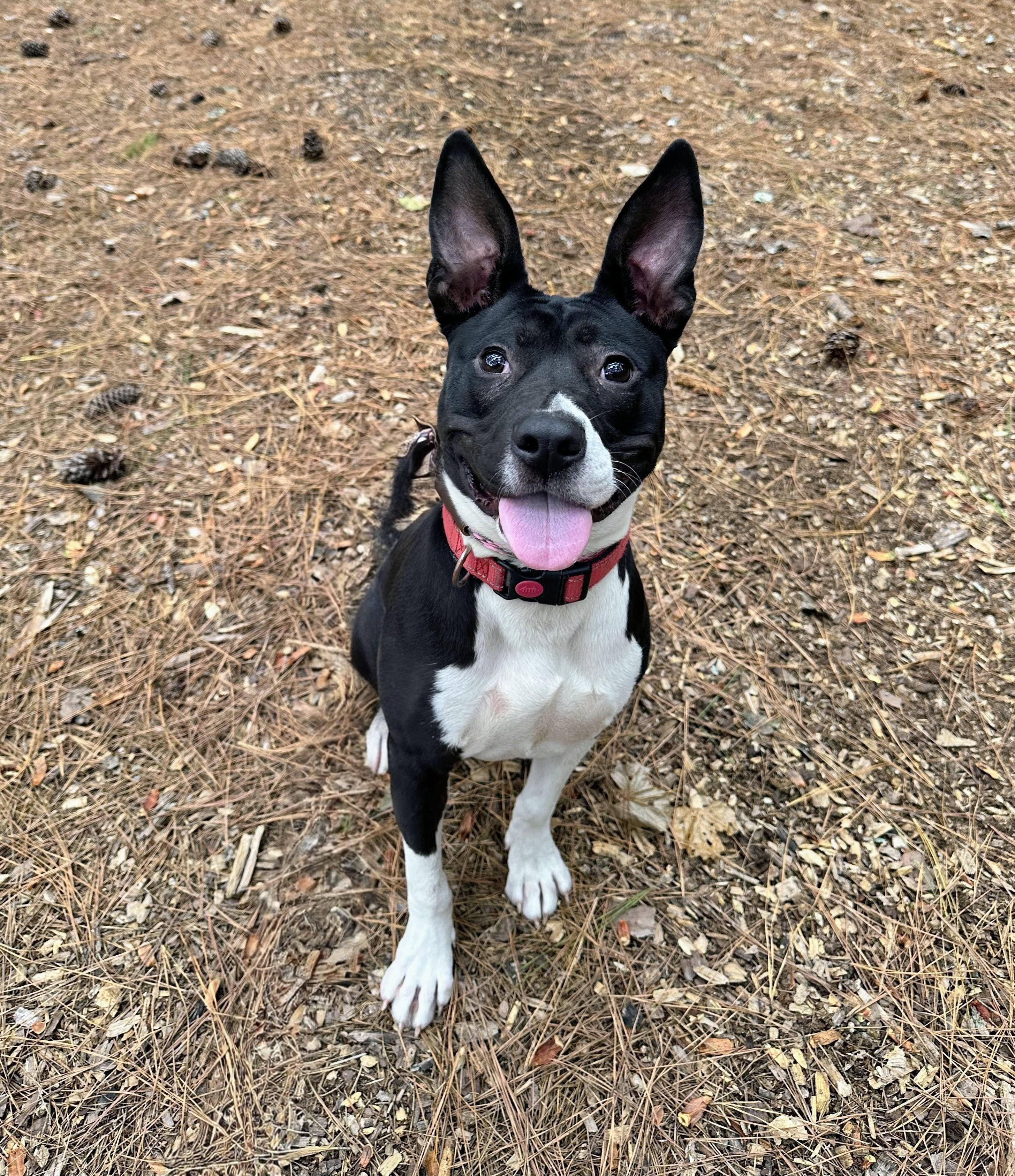 Fizzie, a Adoptable mixed breed in Clayton, NC image 3/6