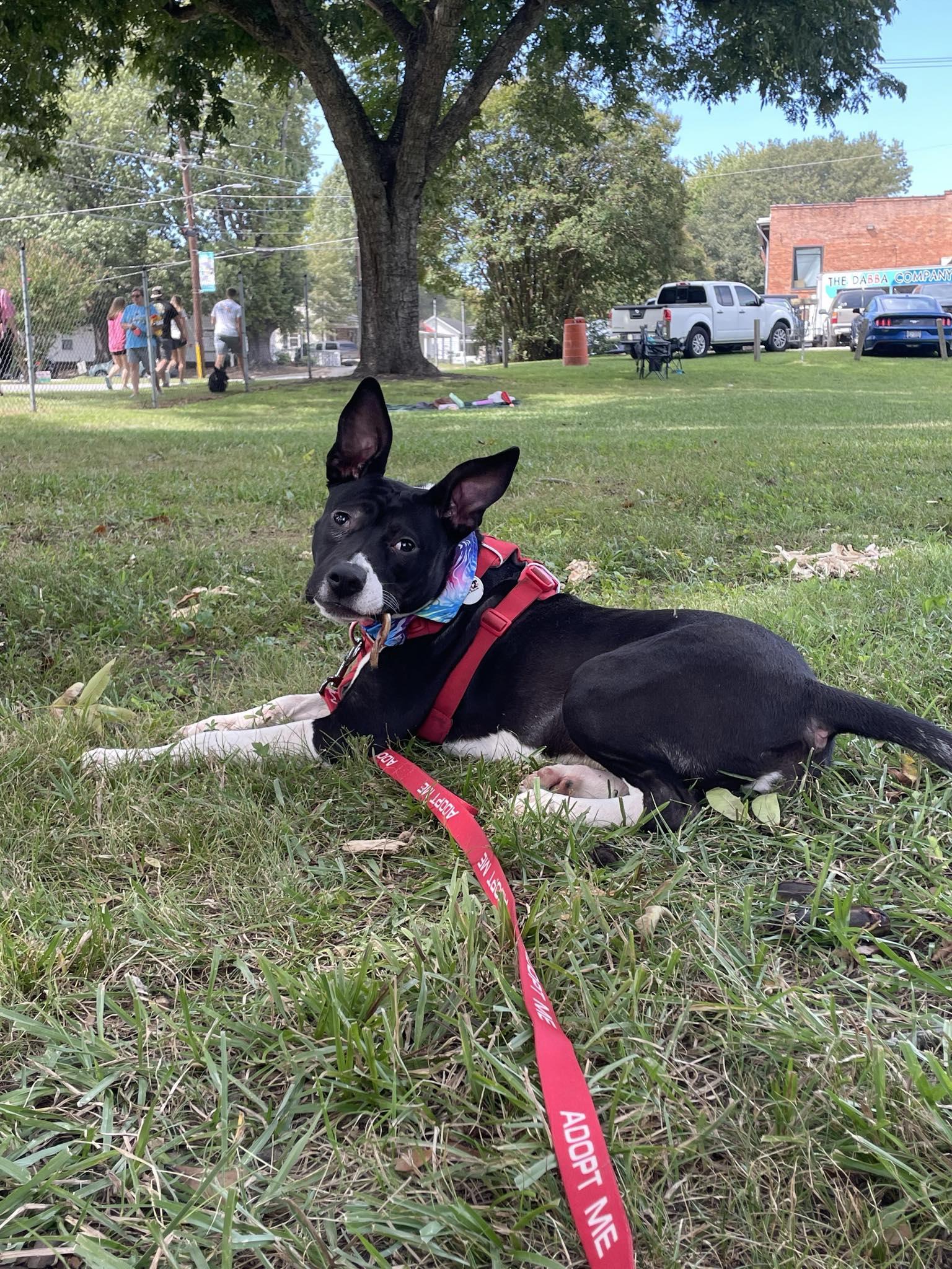 Fizzie, a Adoptable mixed breed in Clayton, NC image 6/6