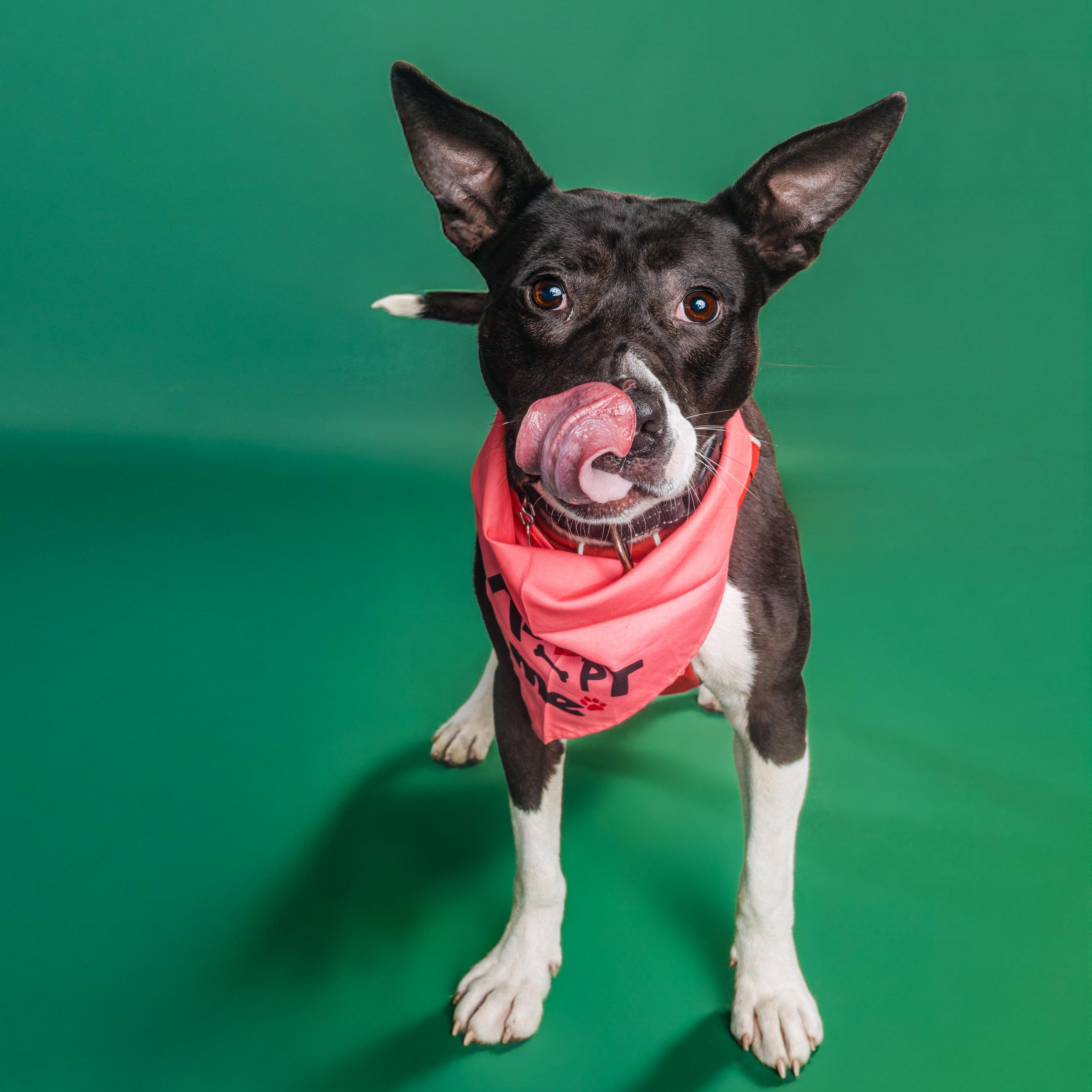 Fizzie - IN FOSTER HOME - AVAILABLE TO ADOPT, a Adoptable mixed breed in Clayton, NC image 3/6