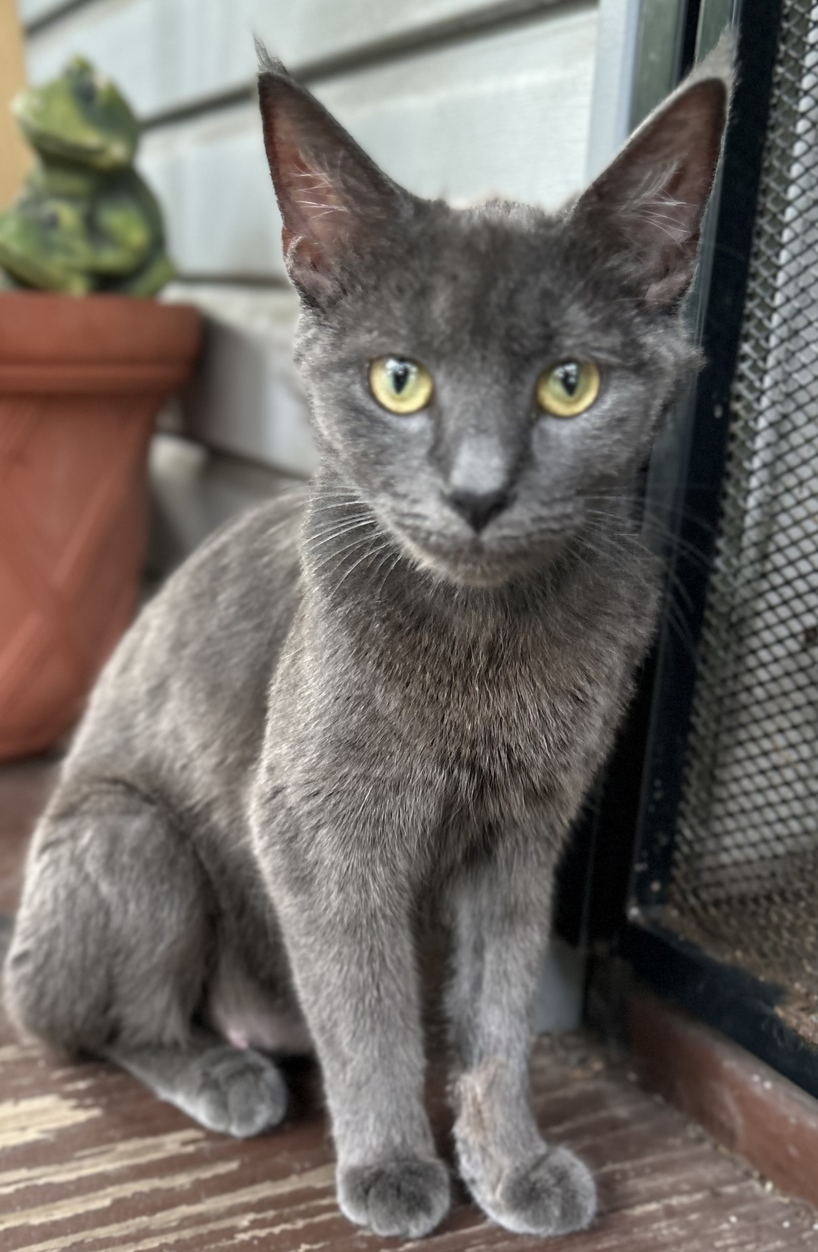 Kiara, Adopted, Young Female Russian Blue.