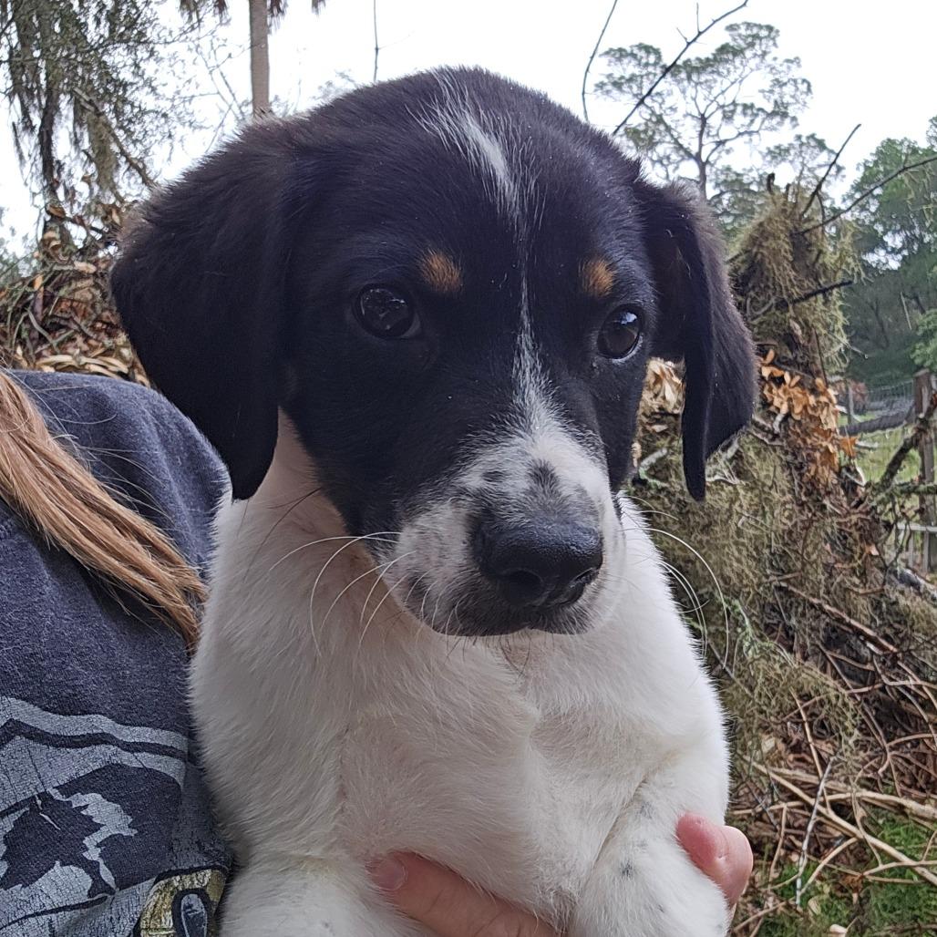 Clayton, Adoptable, Young Male Mixed Breed.