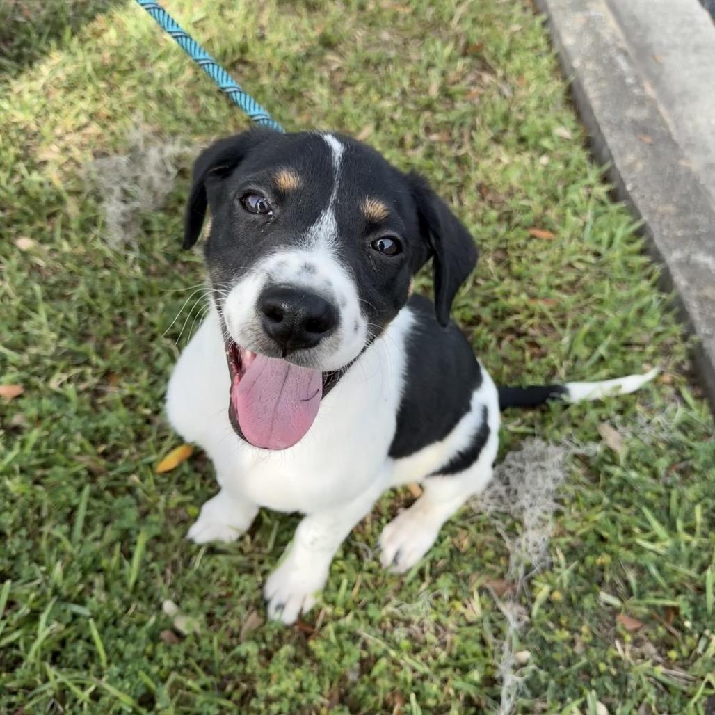 Enlarge Clayton, a Adoptable Mixed Breed in Williston, FL image 2/6