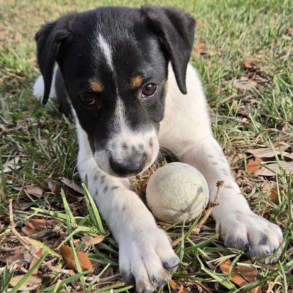Enlarge Clayton, a Adoptable Mixed Breed in Williston, FL image 3/6