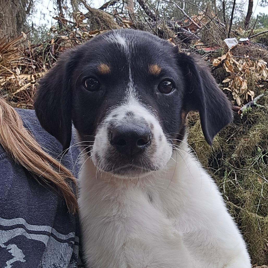 Enlarge Clayton, a Adoptable Mixed Breed in Williston, FL image 4/6
