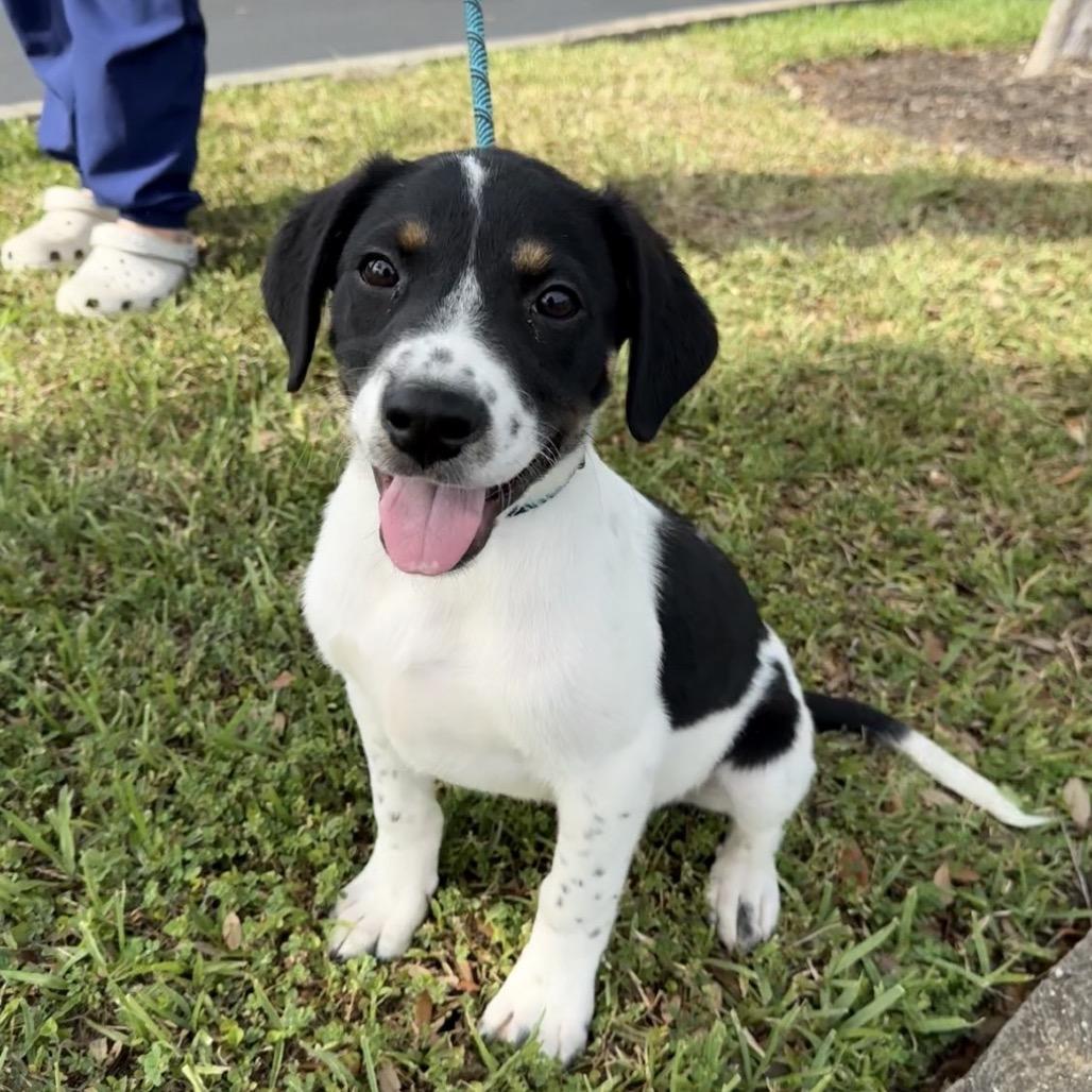 Enlarge Clayton, a Adoptable Mixed Breed in Williston, FL image 5/6