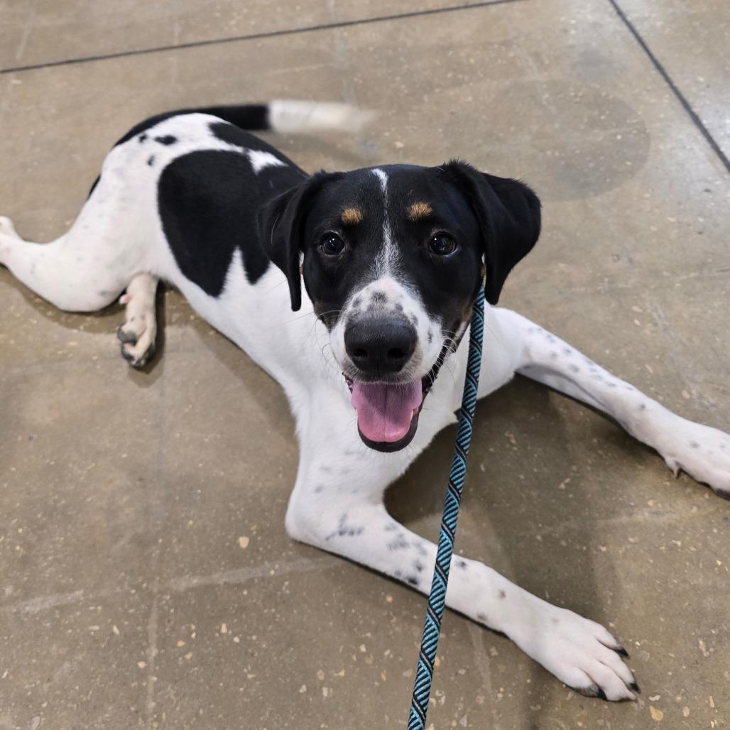 Enlarge Clayton, a Adoptable Mixed Breed in Williston, FL image 6/6