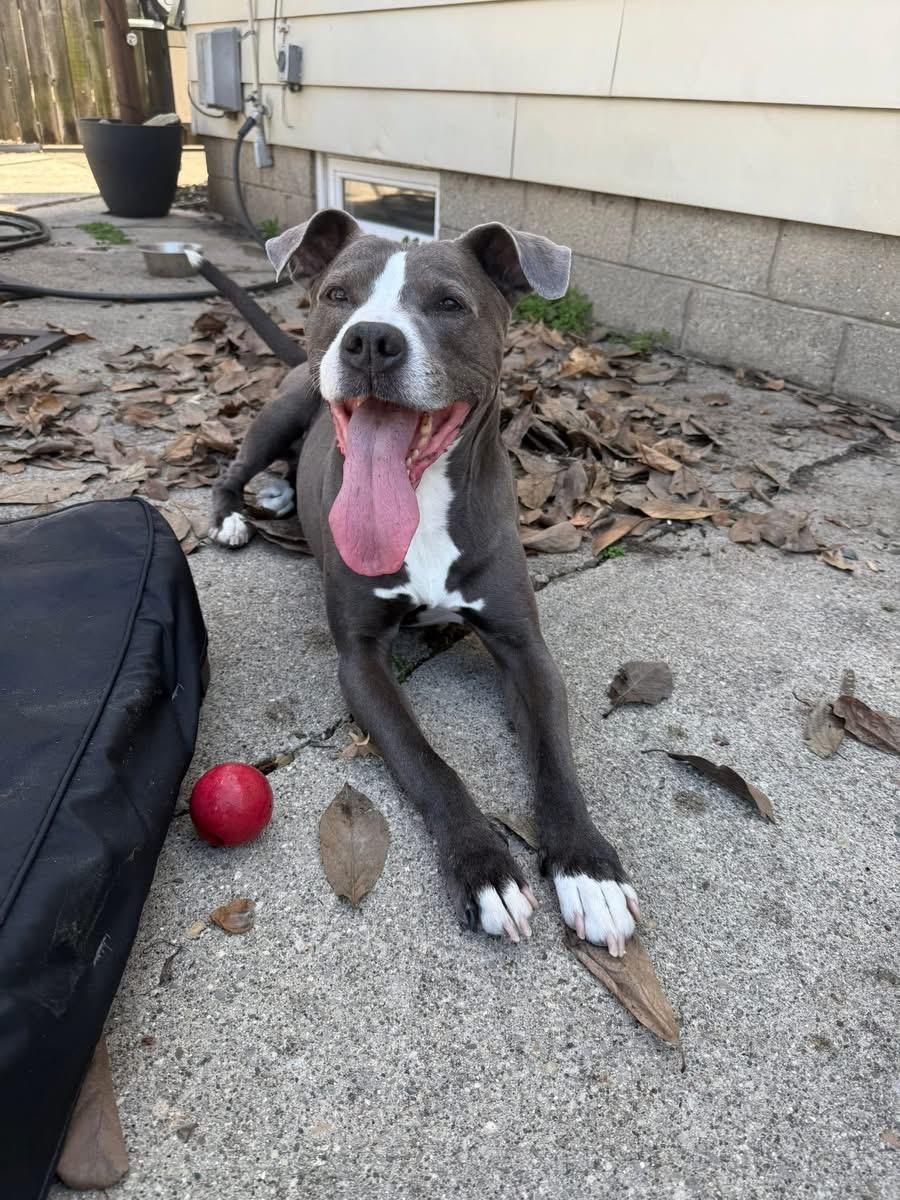 Ricco, ADOPTABLE, Adult Male Mixed Breed.