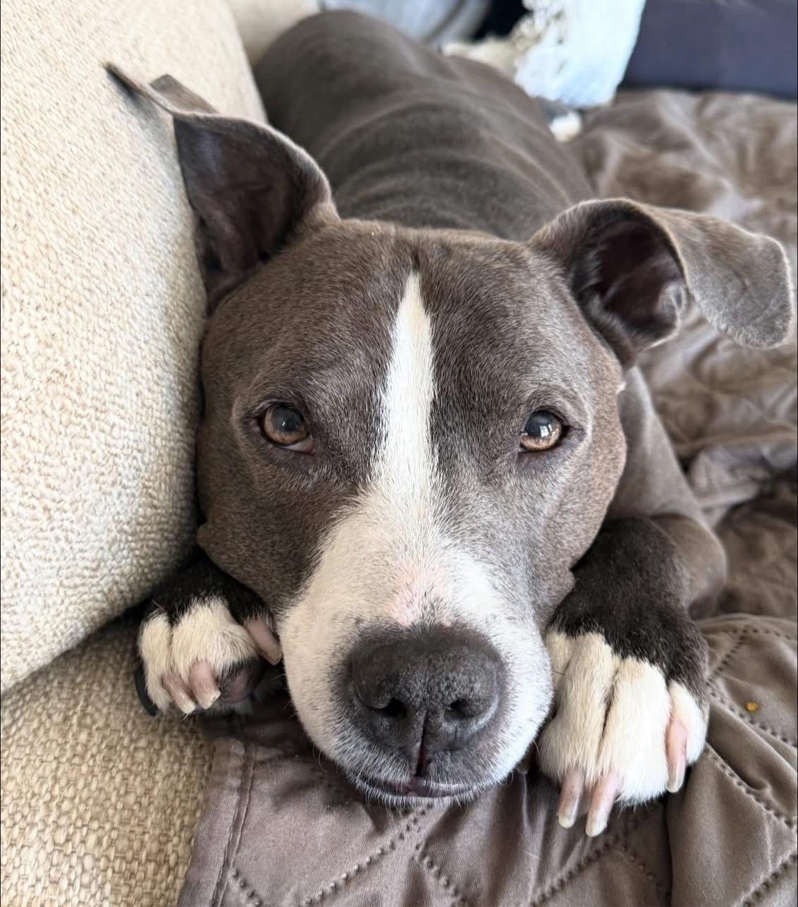 Enlarge Ricco, a ADOPTABLE mixed breed in Greenwood, IN image 2/6