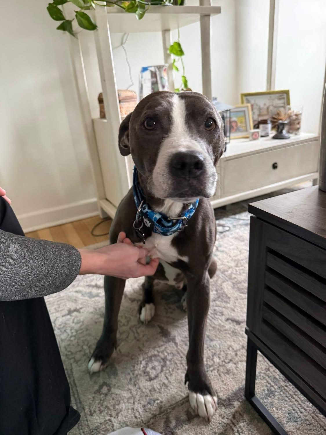 Enlarge Ricco, a ADOPTABLE mixed breed in Greenwood, IN image 5/6