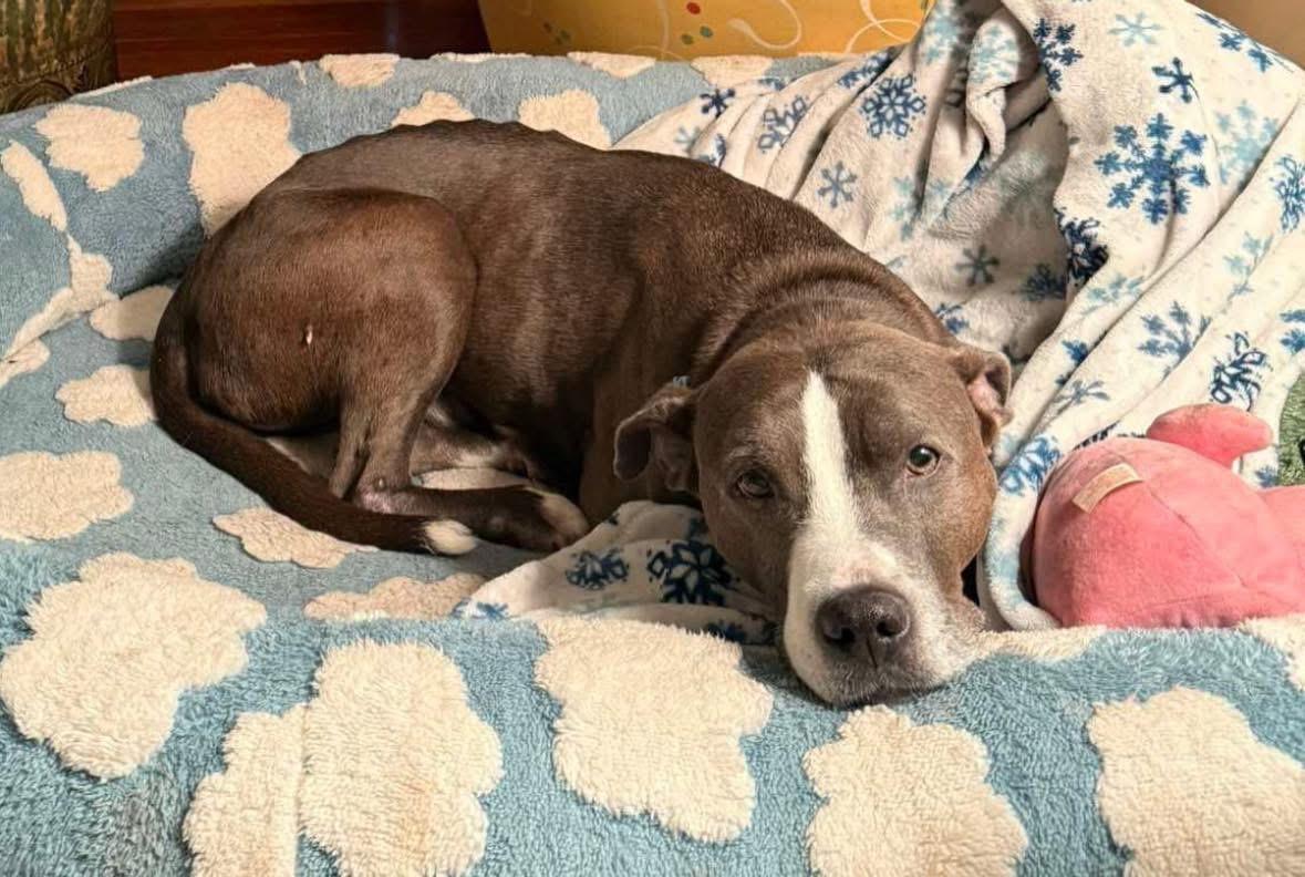 Enlarge Ricco, a ADOPTABLE mixed breed in Greenwood, IN image 6/6