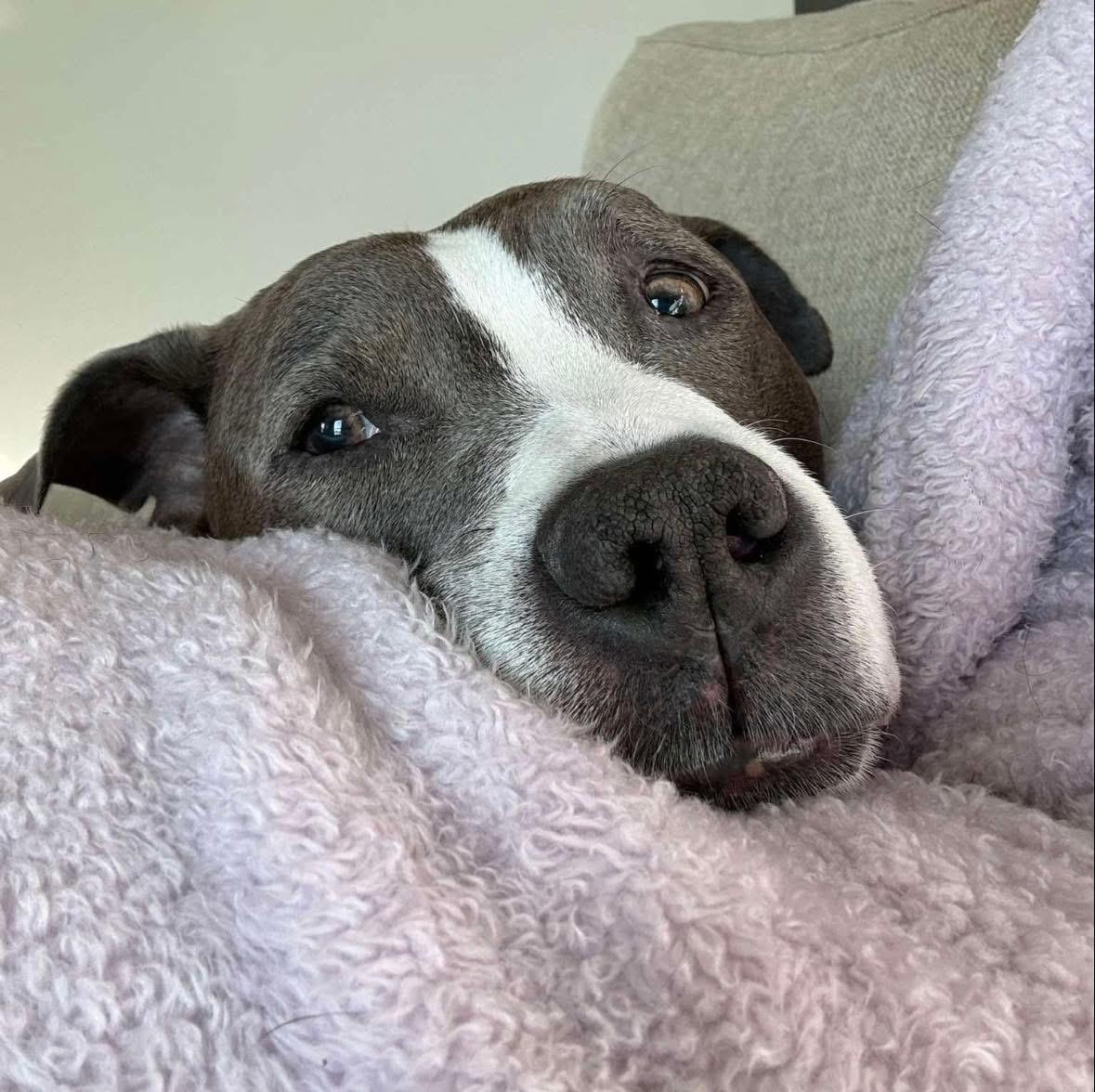 Enlarge Ricco, a ADOPTABLE mixed breed in Greenwood, IN image 4/6