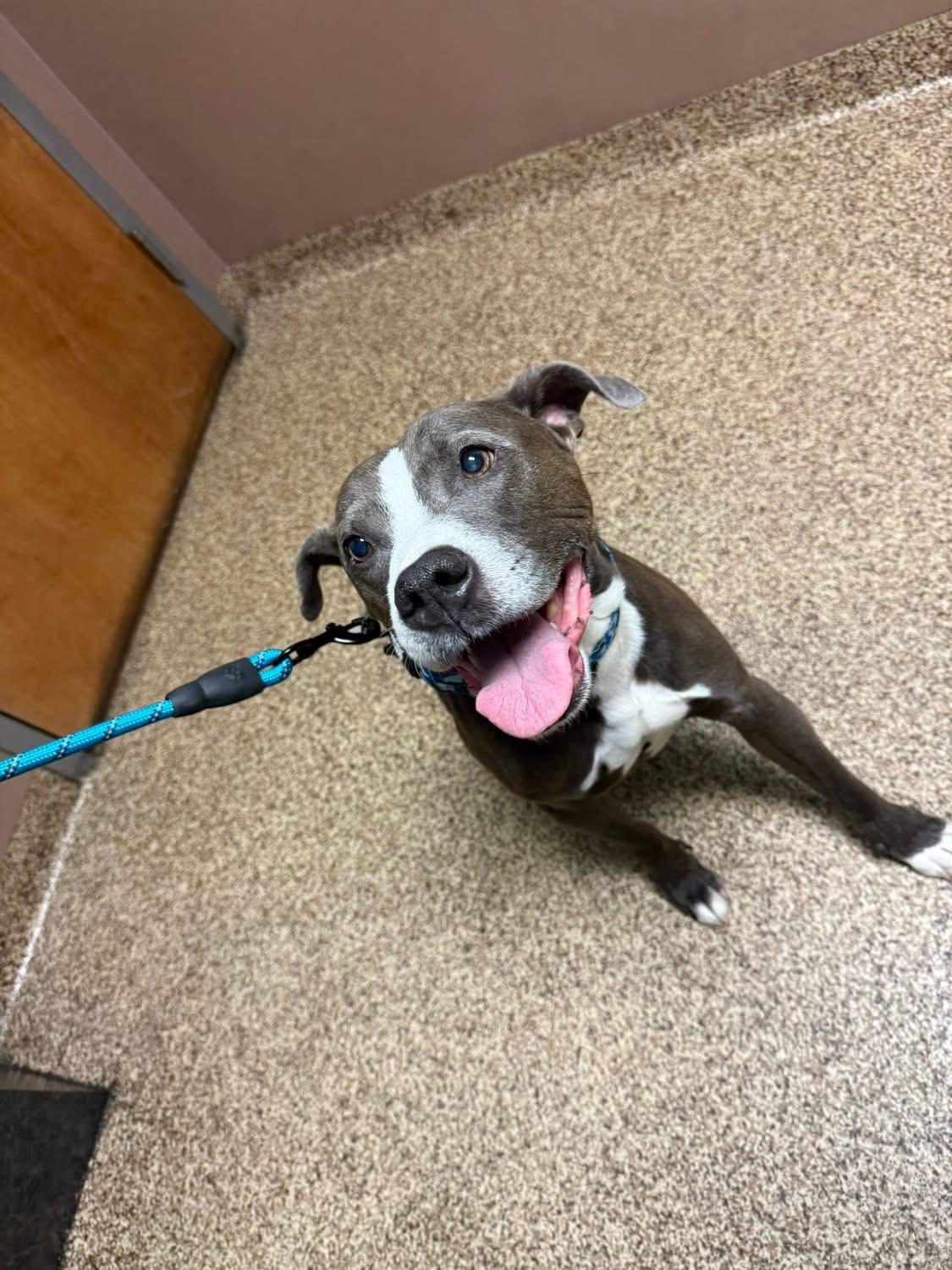 Enlarge Ricco, a ADOPTABLE mixed breed in Greenwood, IN image 3/6