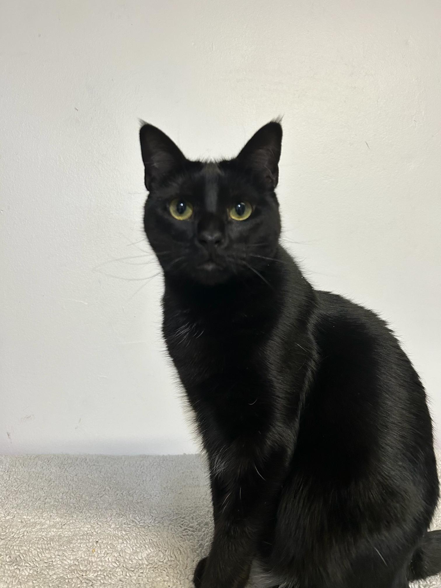 Enlarge Ashleigh Barty, a Adoptable Domestic Short Hair in Los Angeles, CA image 3/6