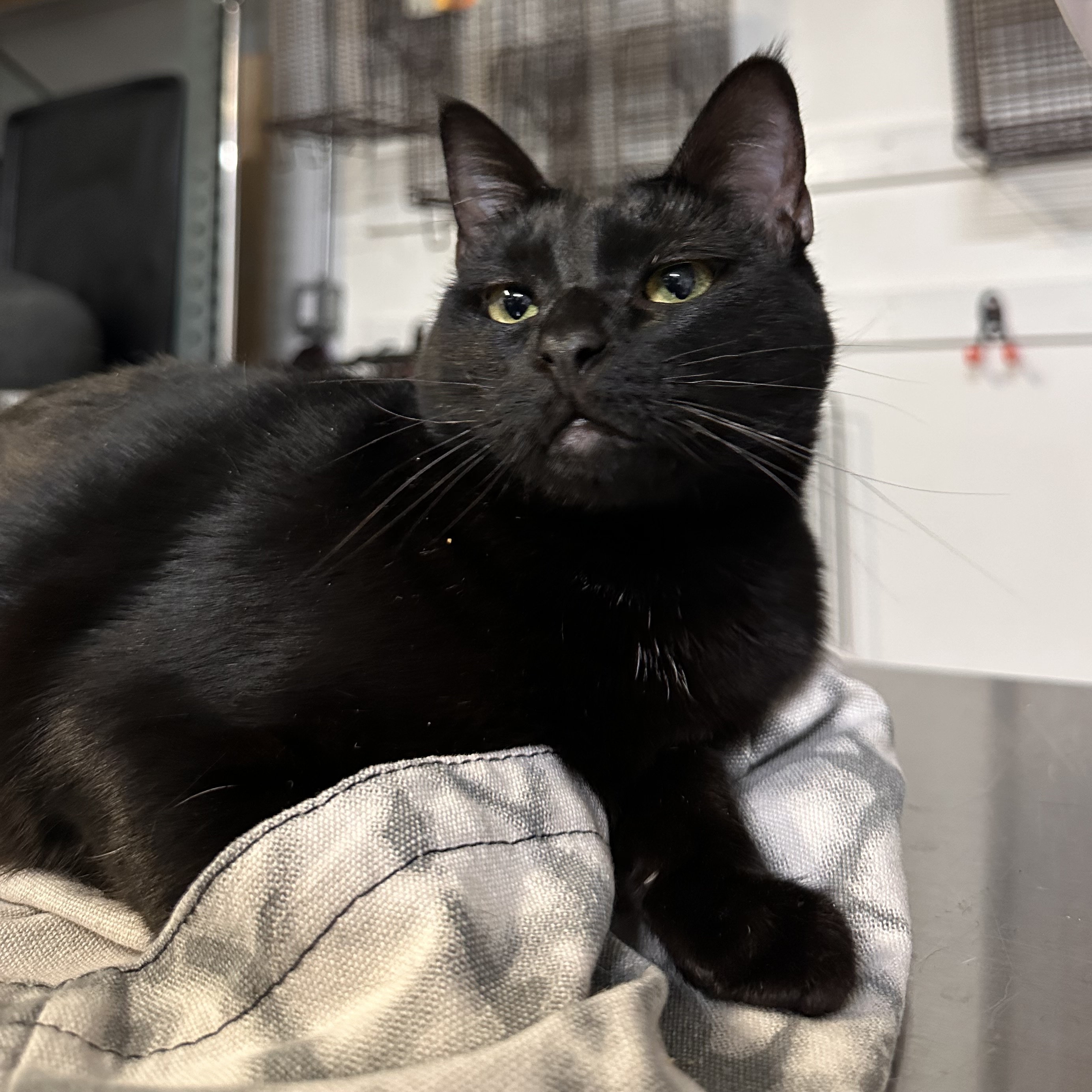 Enlarge Ashleigh Barty, a Adoptable Domestic Short Hair in Los Angeles, CA image 2/6