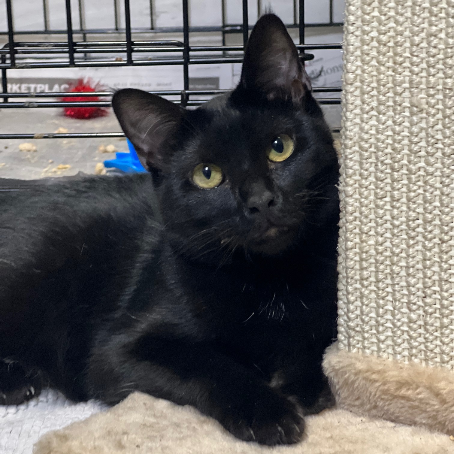 Ashleigh Barty, Adoptable, Adult Female Domestic Short Hair.