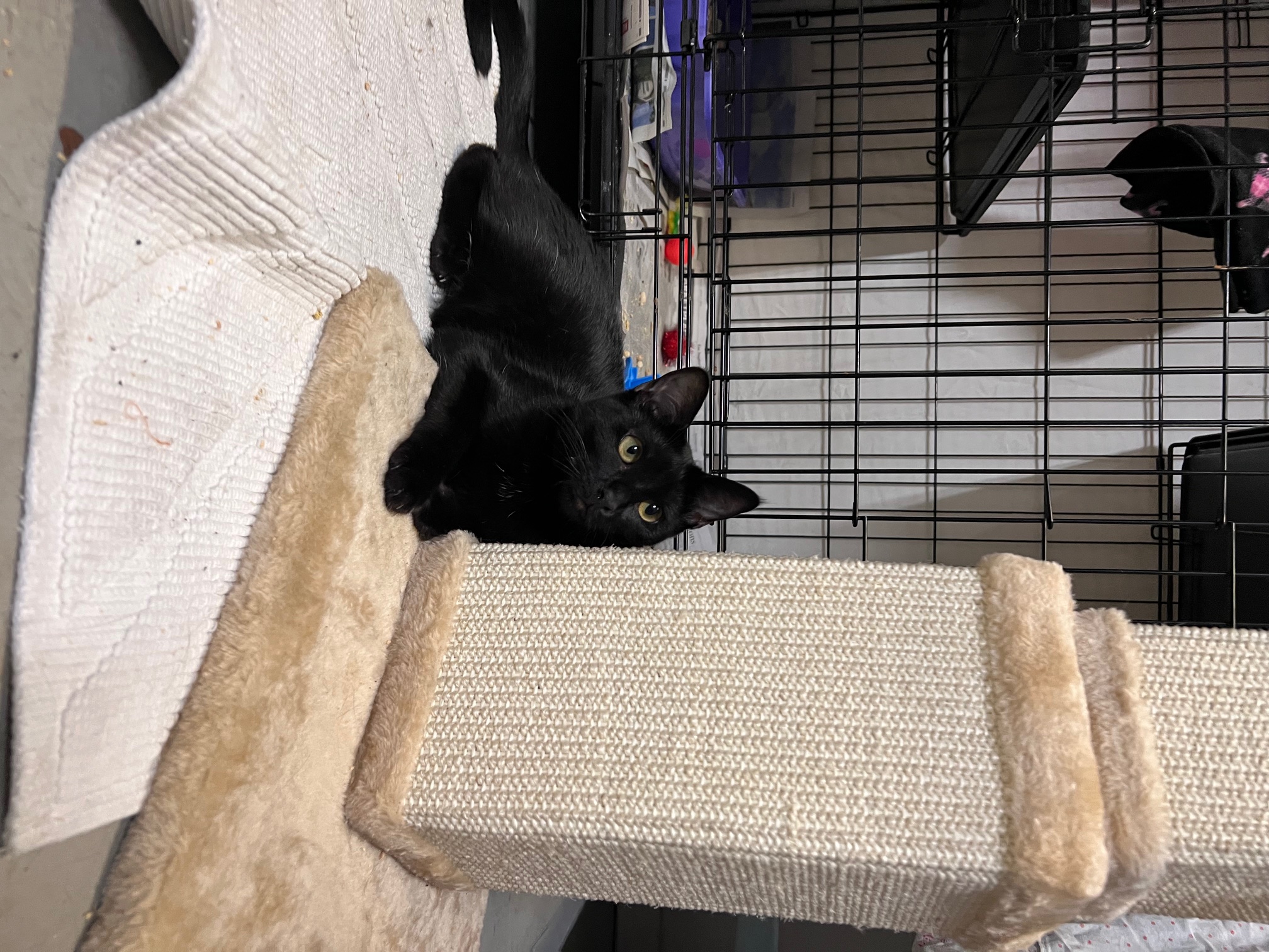 Enlarge Ashleigh Barty, a Adoptable Domestic Short Hair in Los Angeles, CA image 5/6