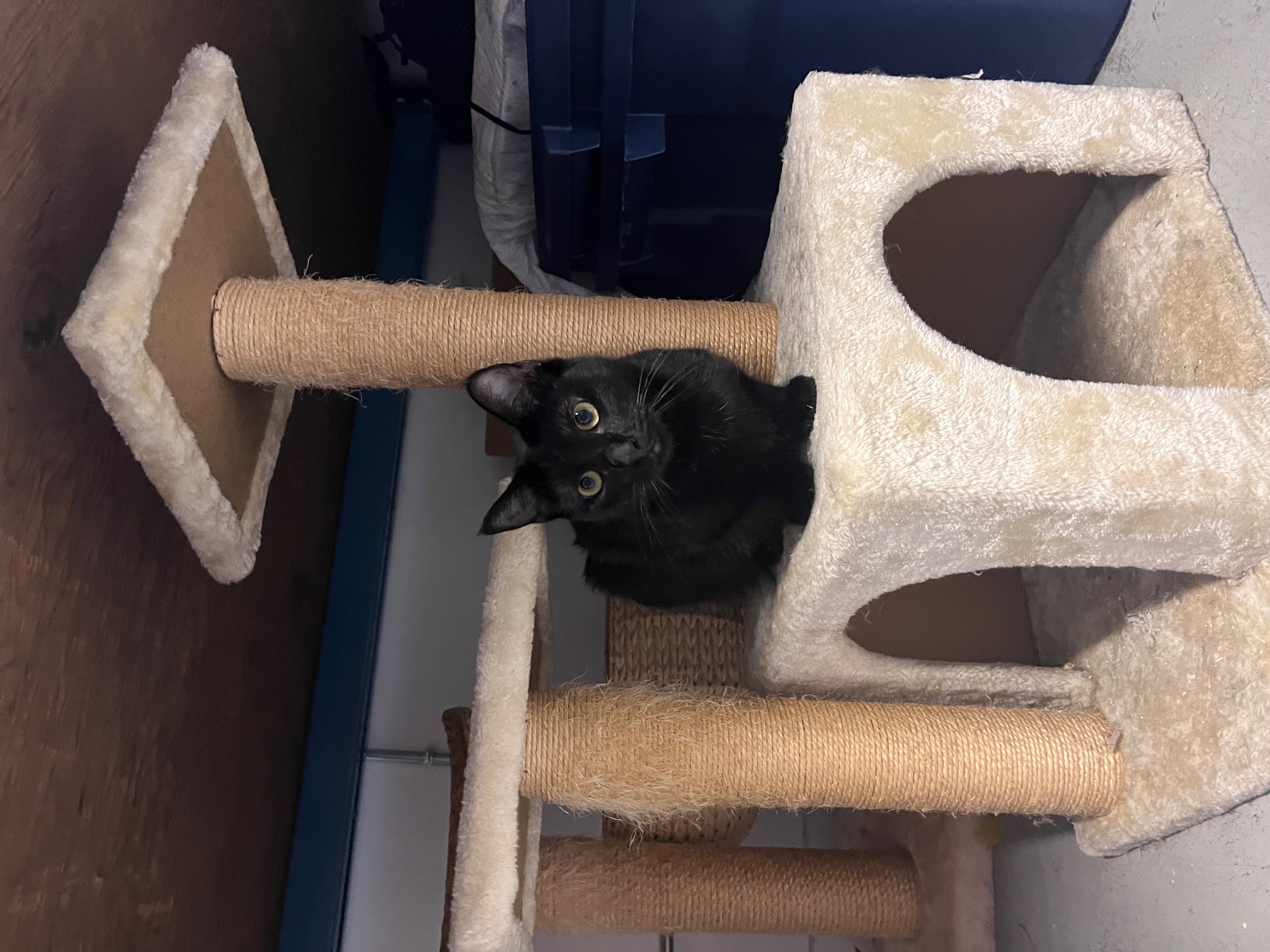 Enlarge Ashleigh Barty, a Adoptable Domestic Short Hair in Los Angeles, CA image 6/6