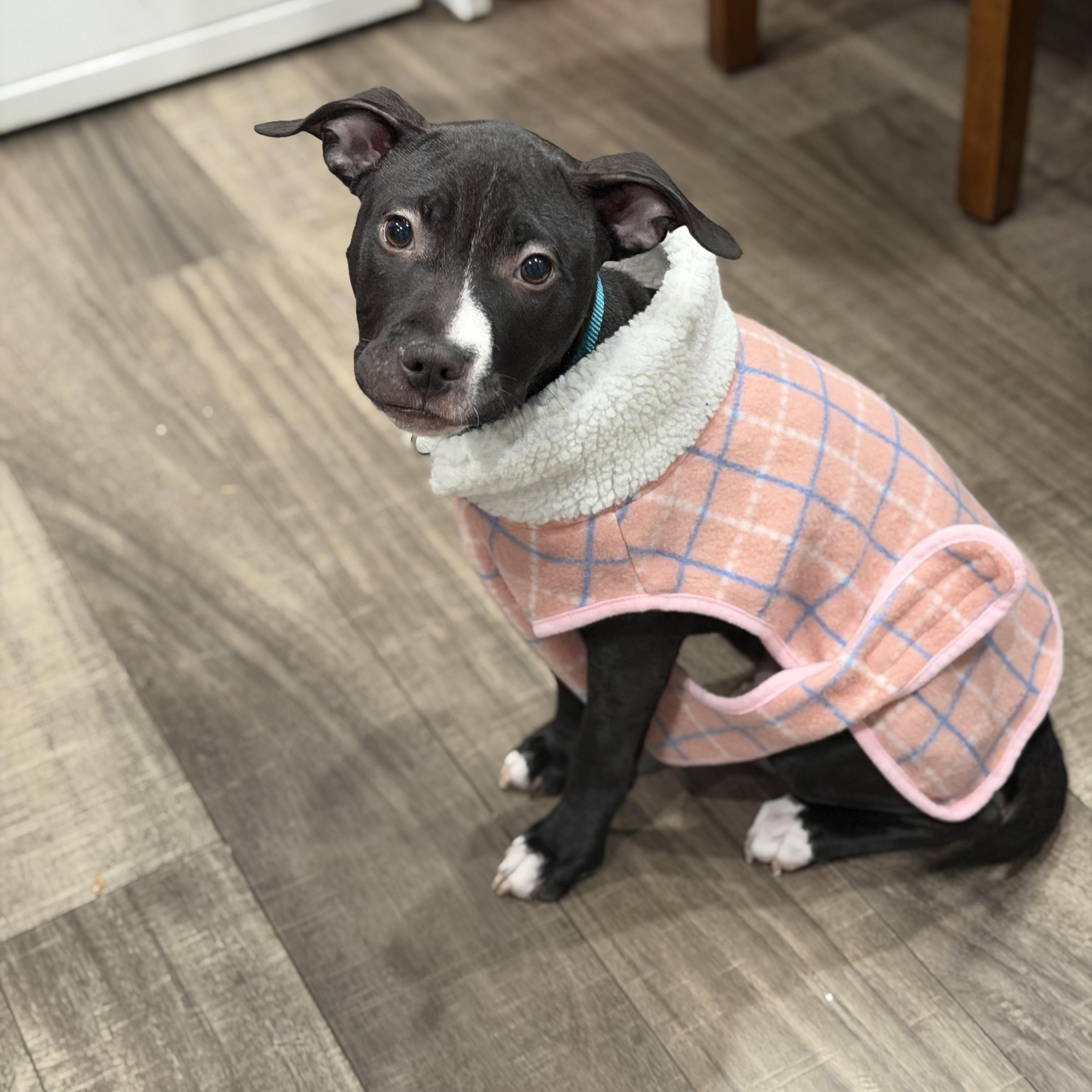 Star, a Adoptable mixed breed in Mahwah, NJ image 1/6