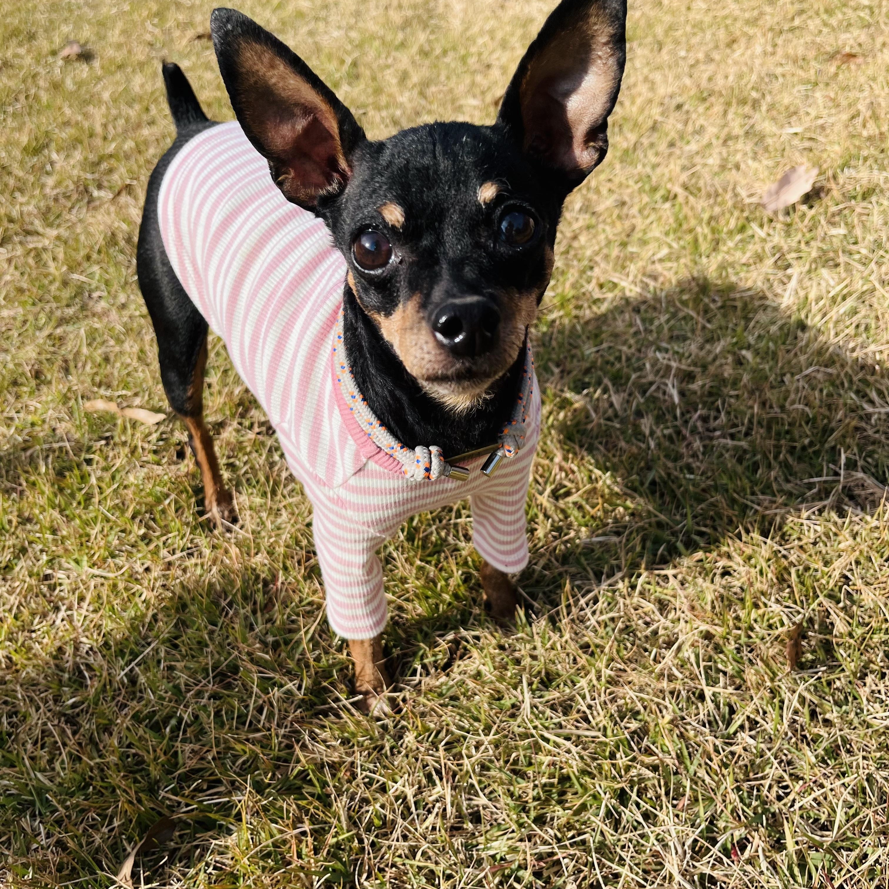 Enlarge **KONGJI, a Adoptable Miniature Pinscher in Springfield, VA image 2/6