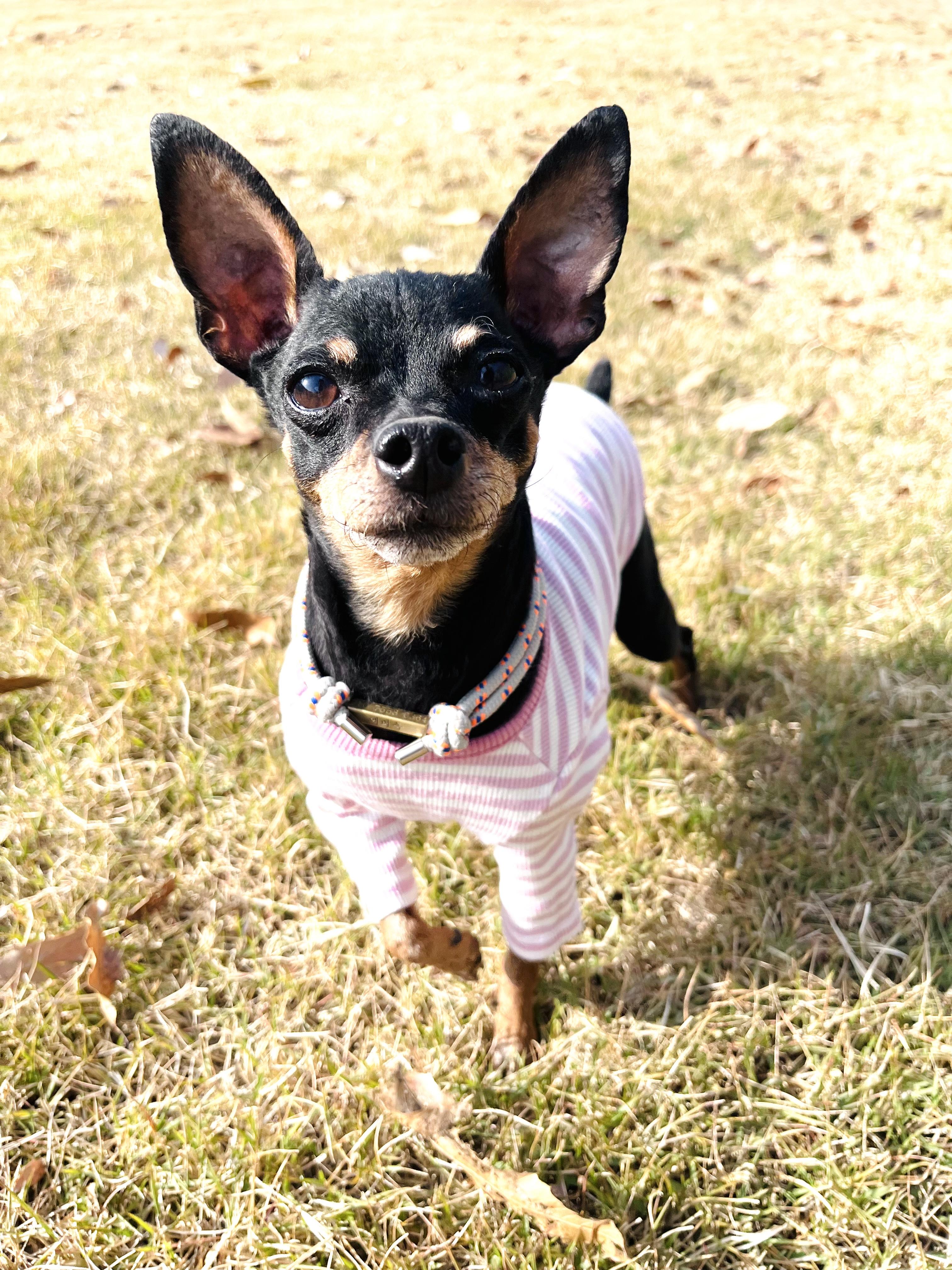 Enlarge **KONGJI, a Adoptable Miniature Pinscher in Springfield, VA image 4/6