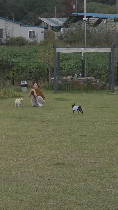 Enlarge **KONGJI, a Adoptable Miniature Pinscher in Springfield, VA video 6/6