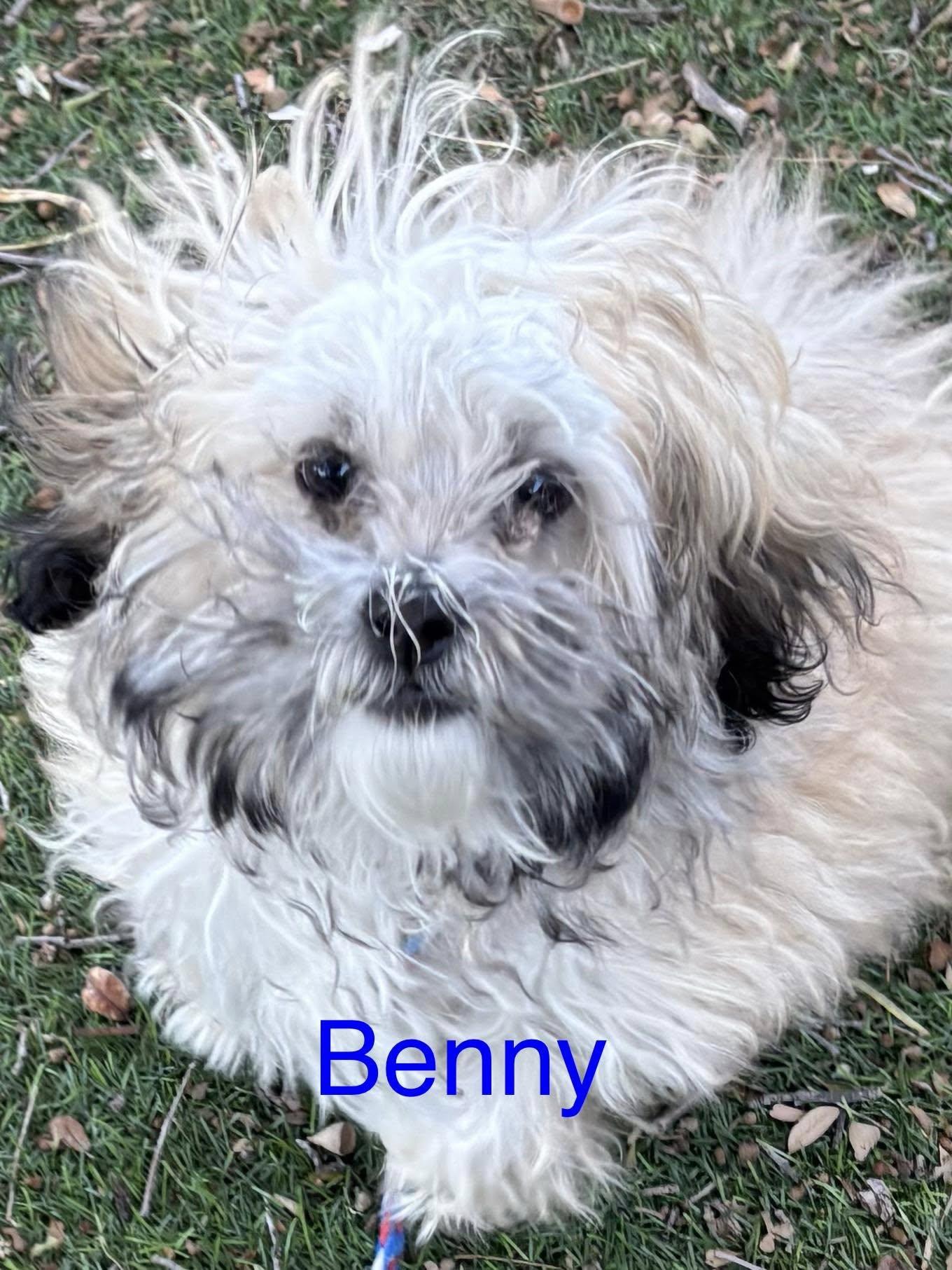 Benny (Benito), ADOPTABLE, Puppy Male Maltese.