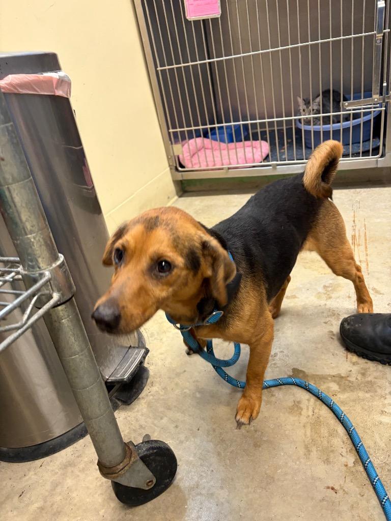 Dodger, Adoptable, Adult Male Hound & Mixed Breed.