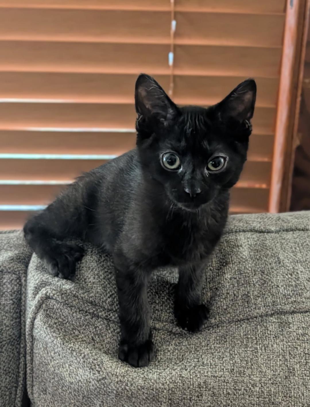 Cornell - ADOPTION PENDING, adopted, Kitten Male Domestic Short Hair.
